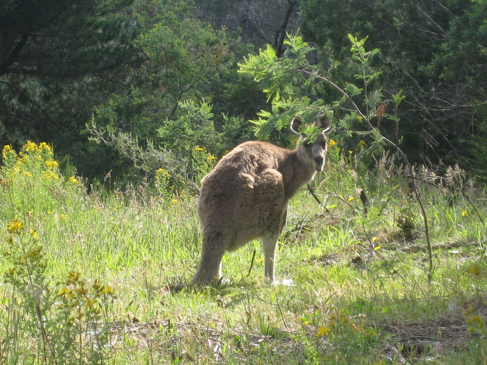 hill-end-kangaroo-261108