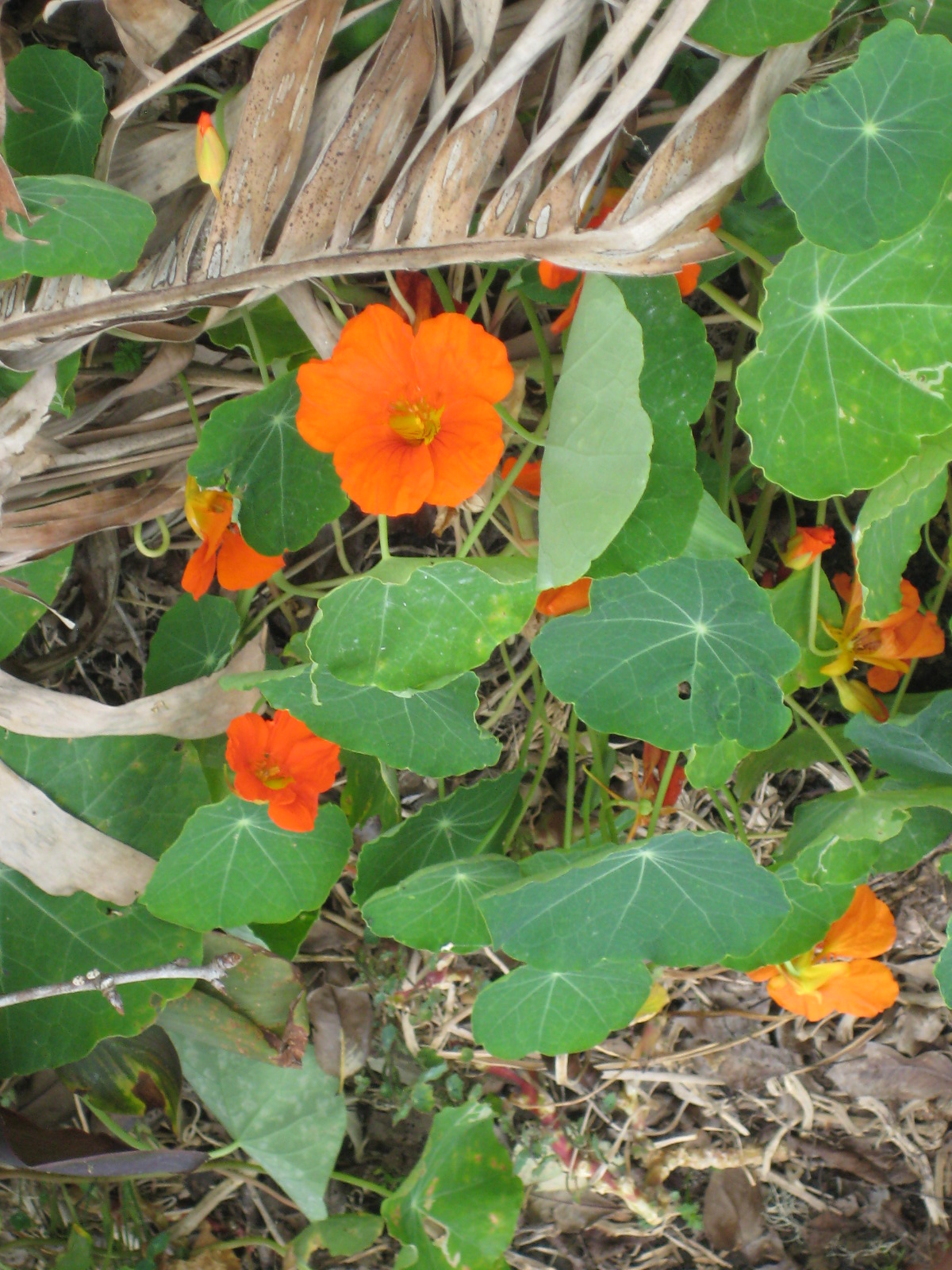 Nasturtium