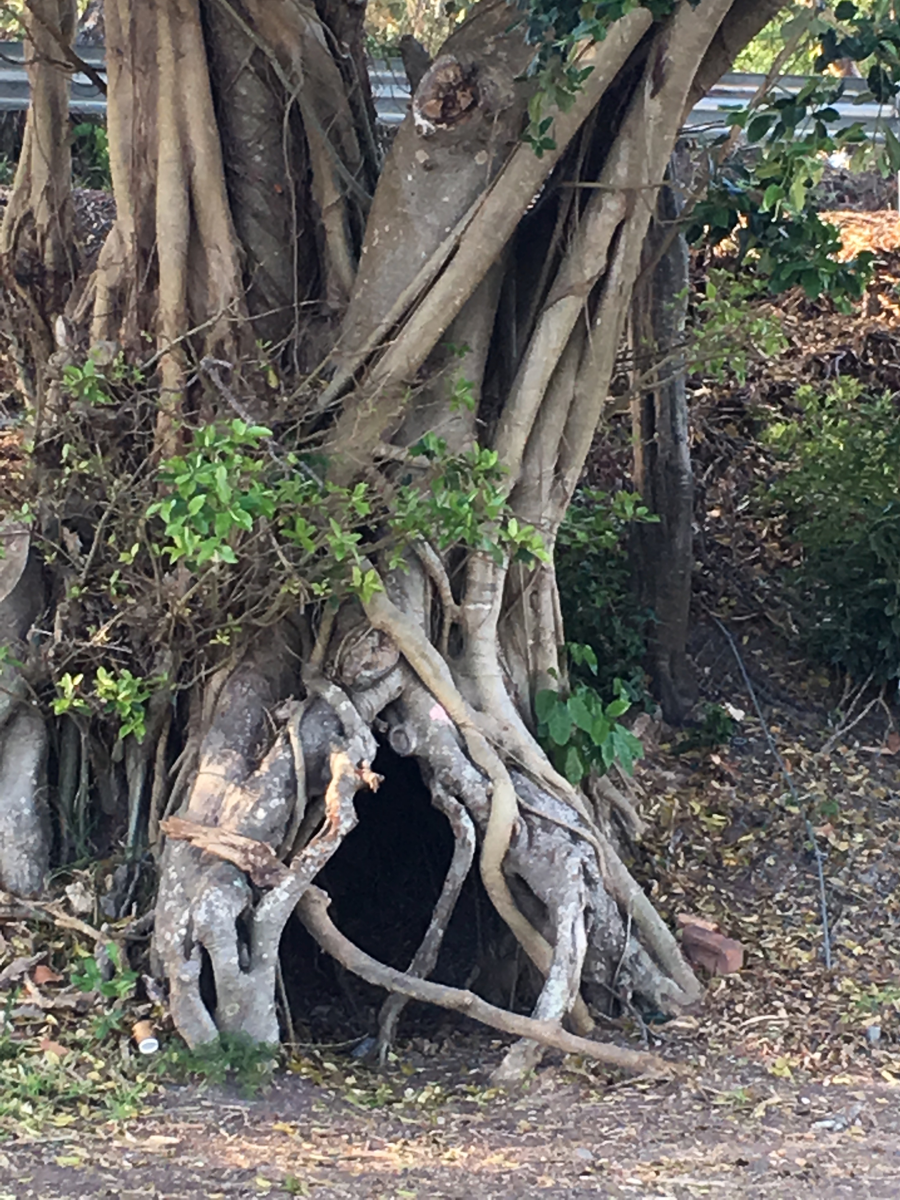 Exposed tree roots