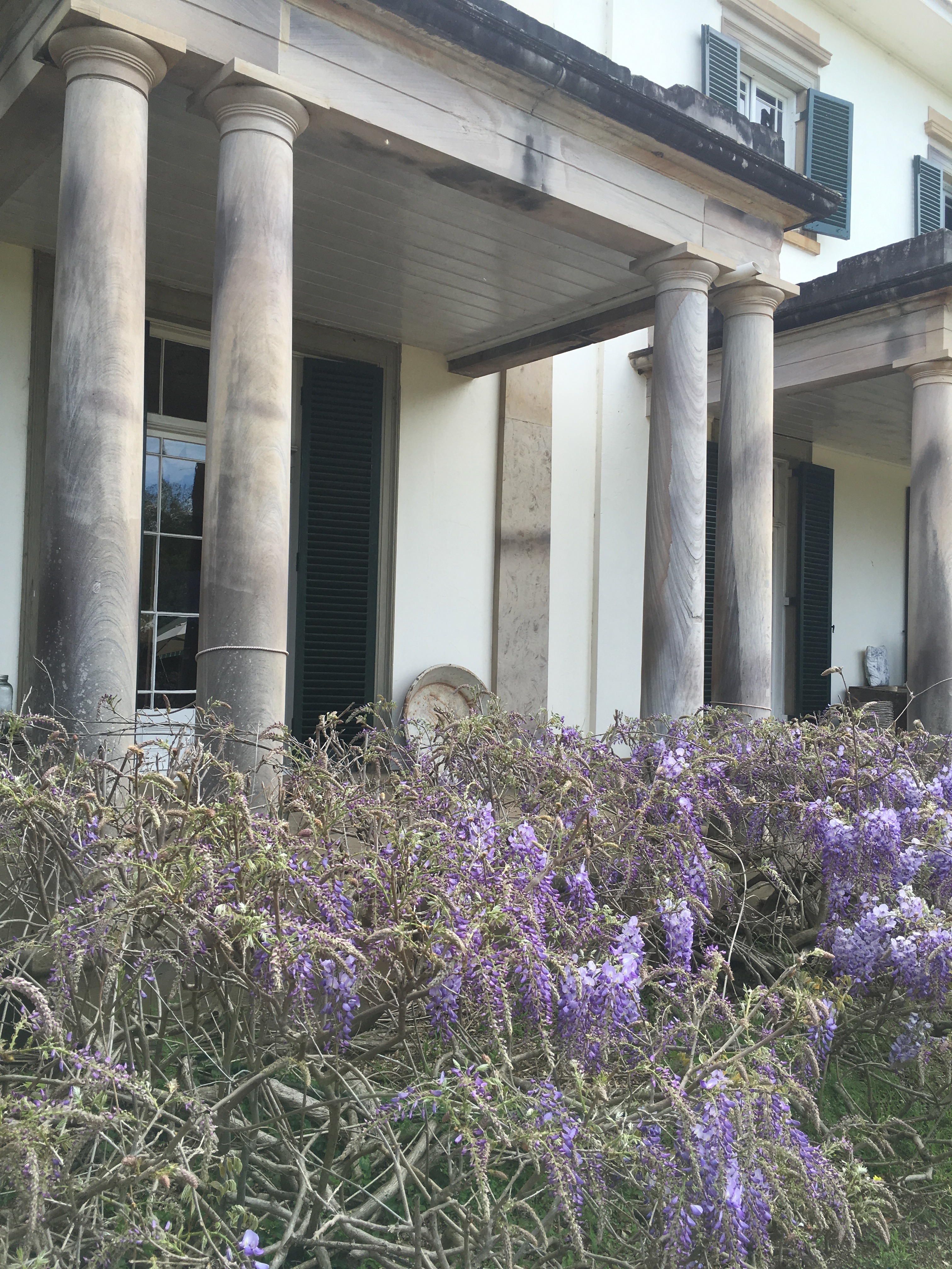 Wisteria at Camden Park House