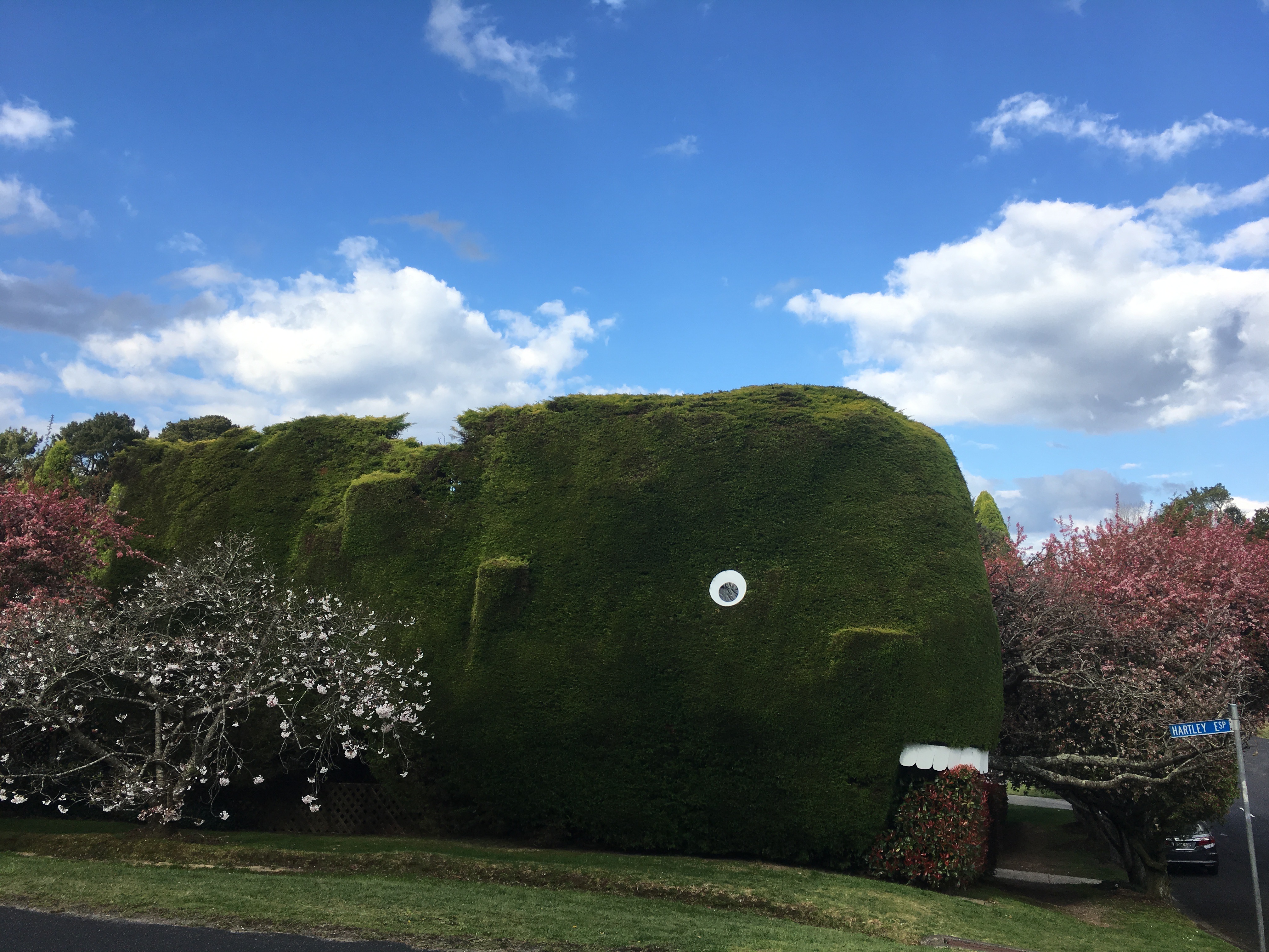 Whale hedge at Glenhaven, Leura
