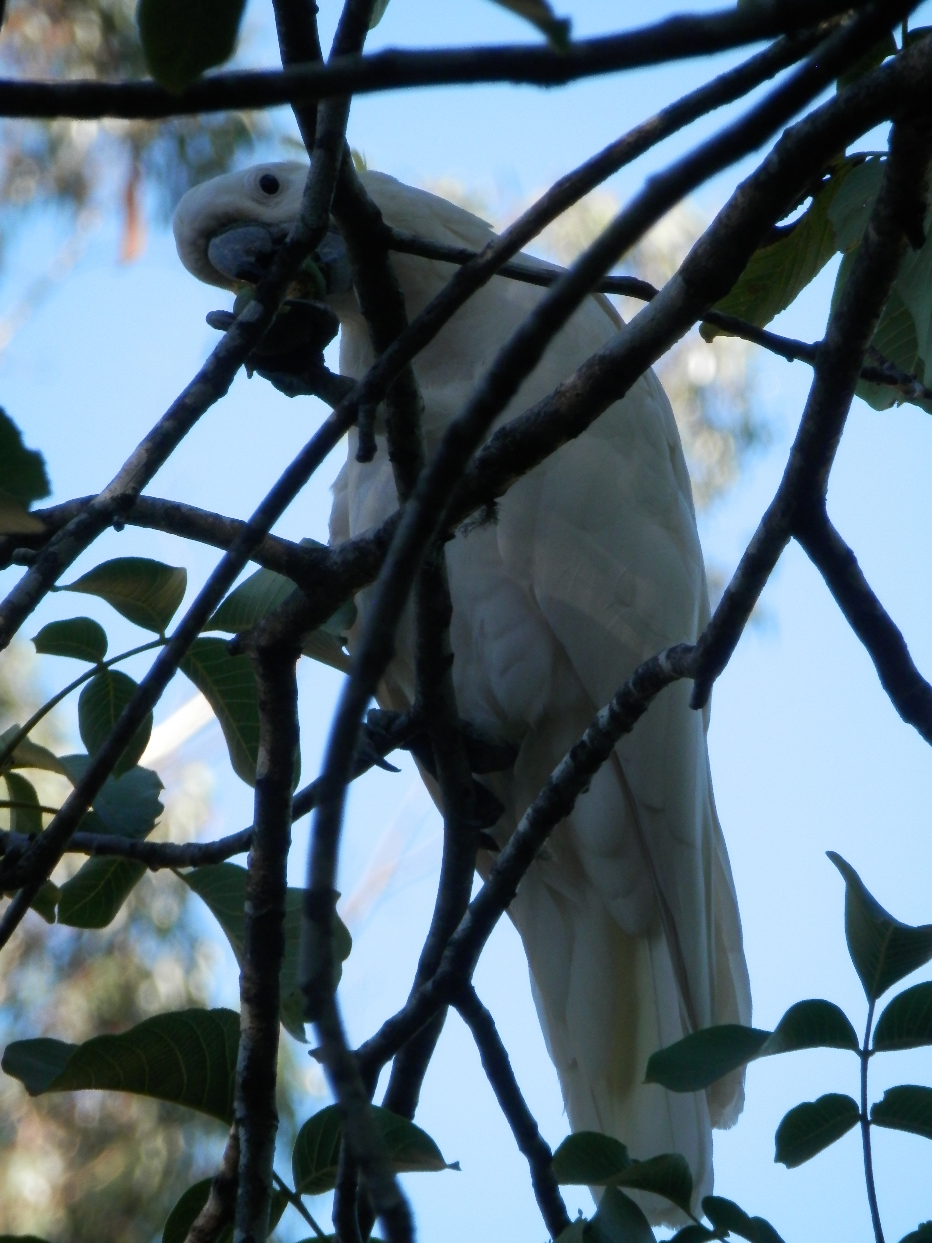 Zealous cockatoo snacking on figs