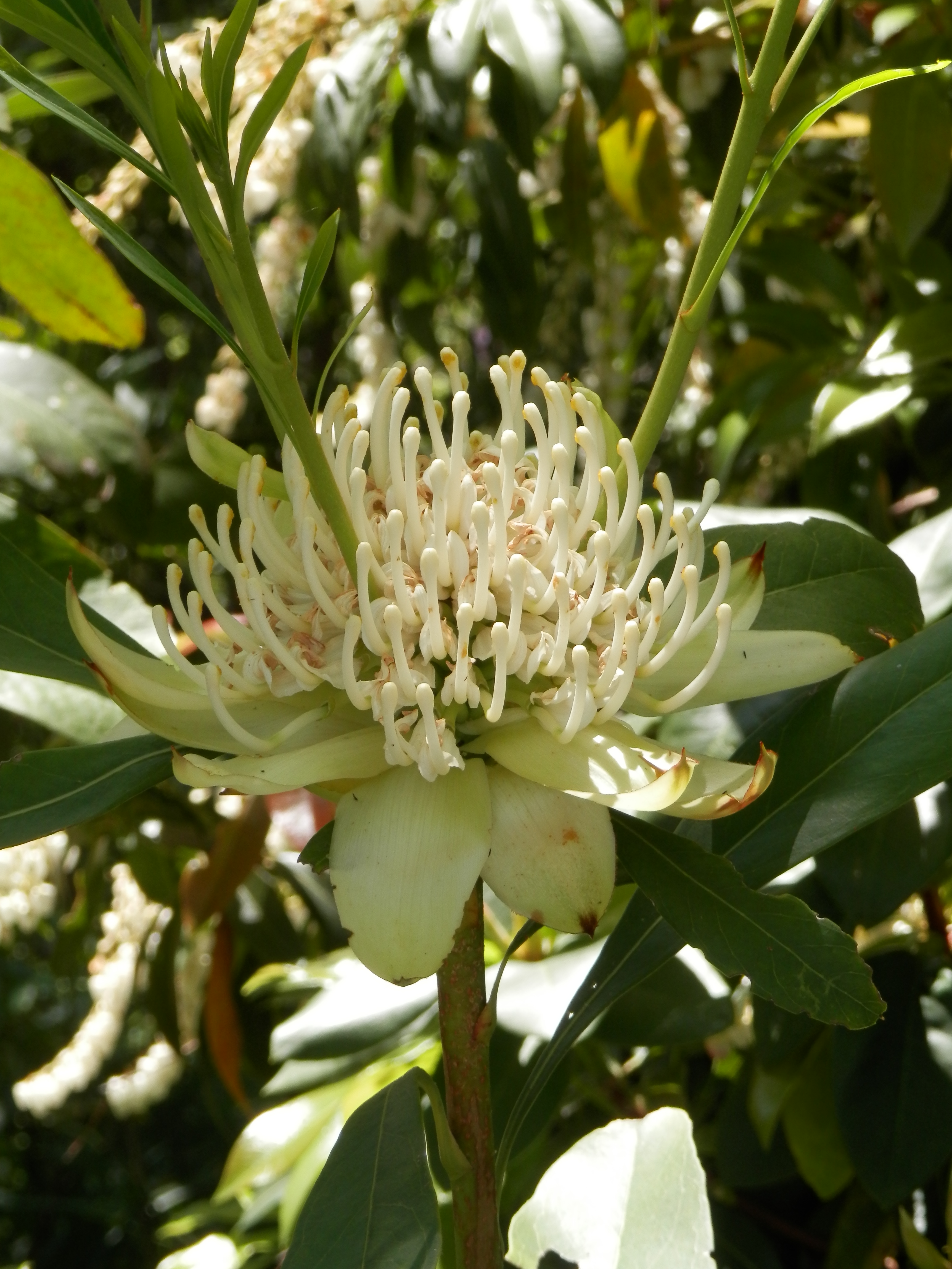 White waratah