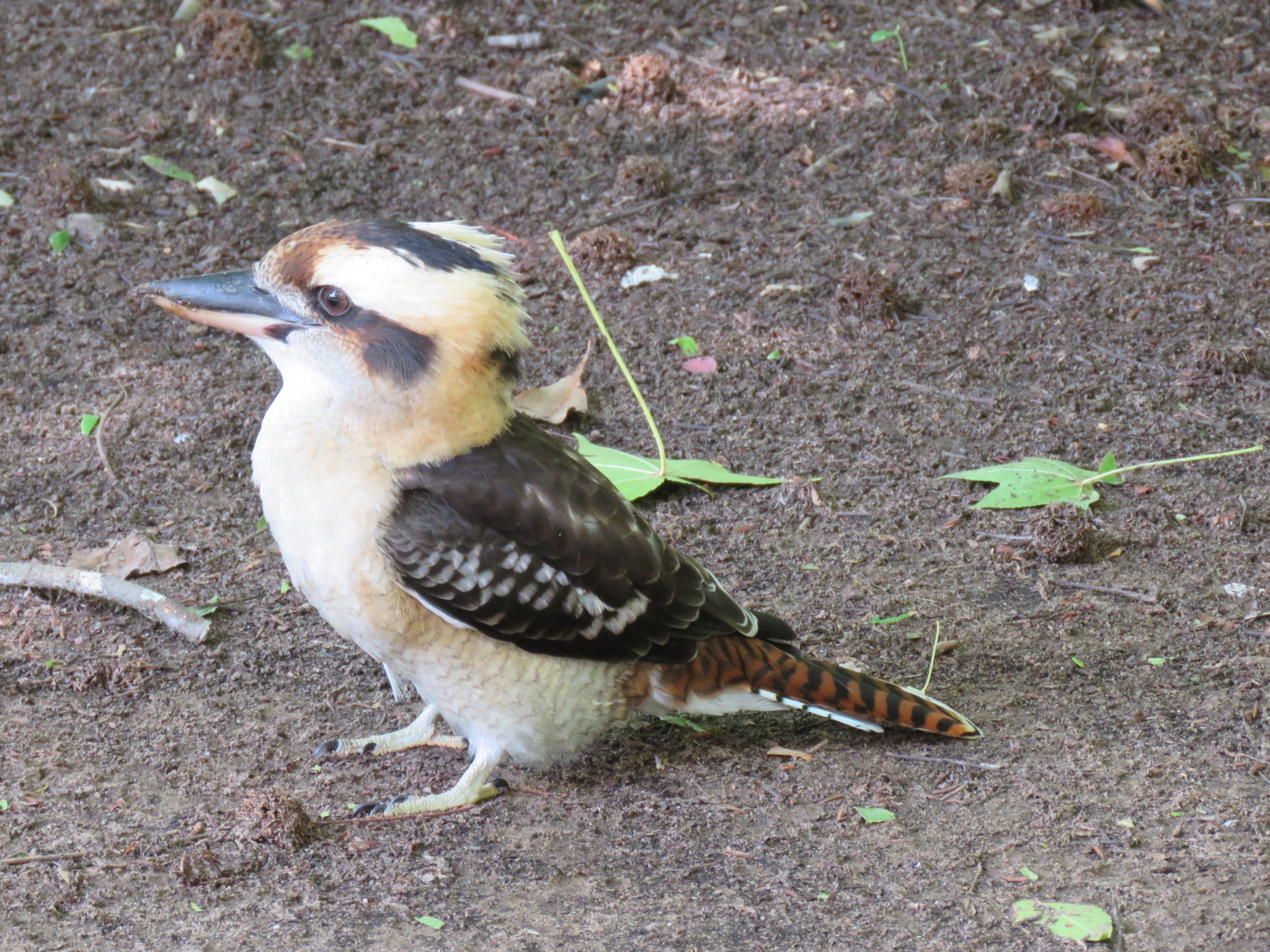 Kookaburra