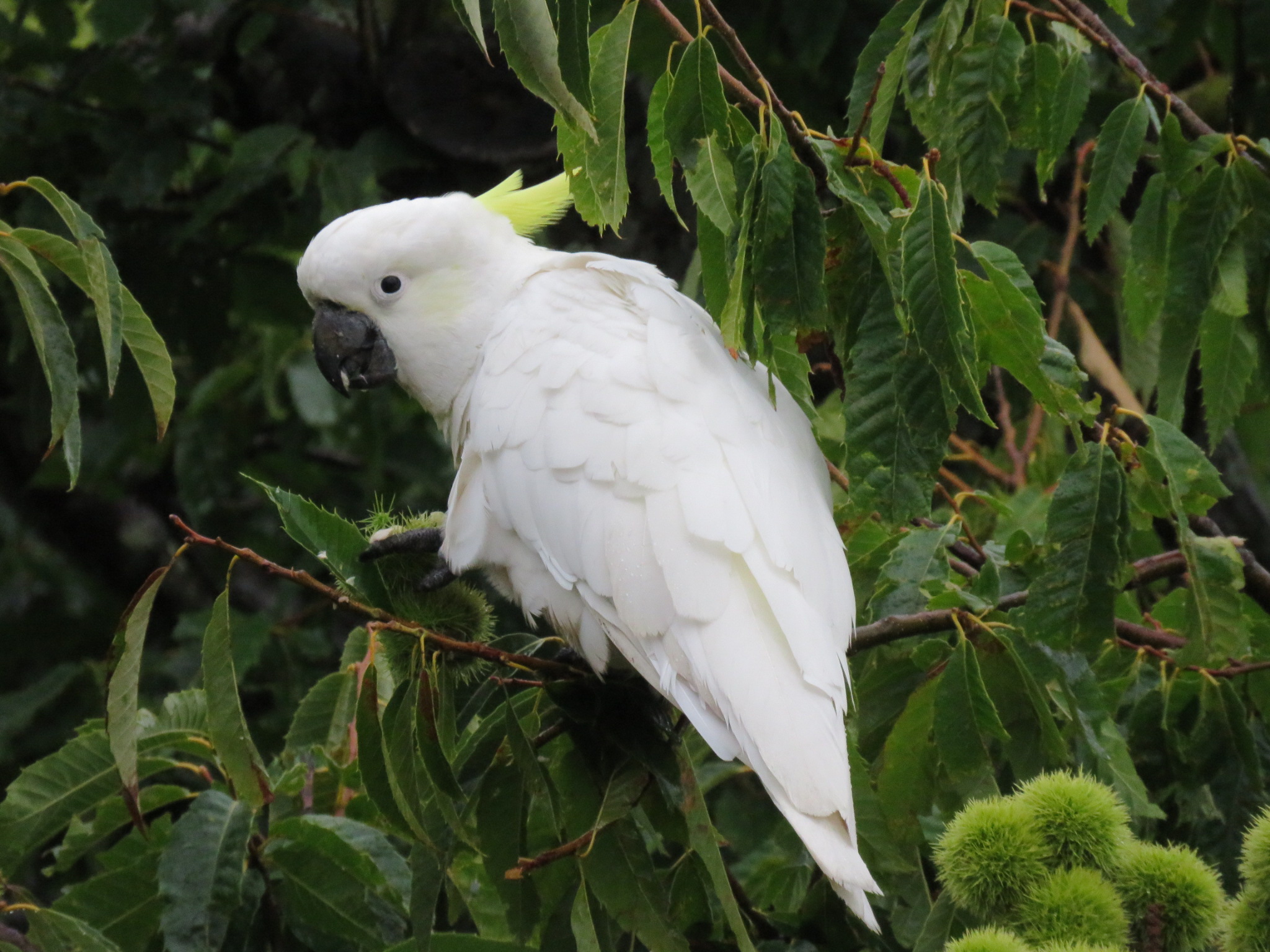 Cockatoo in chestnut tree