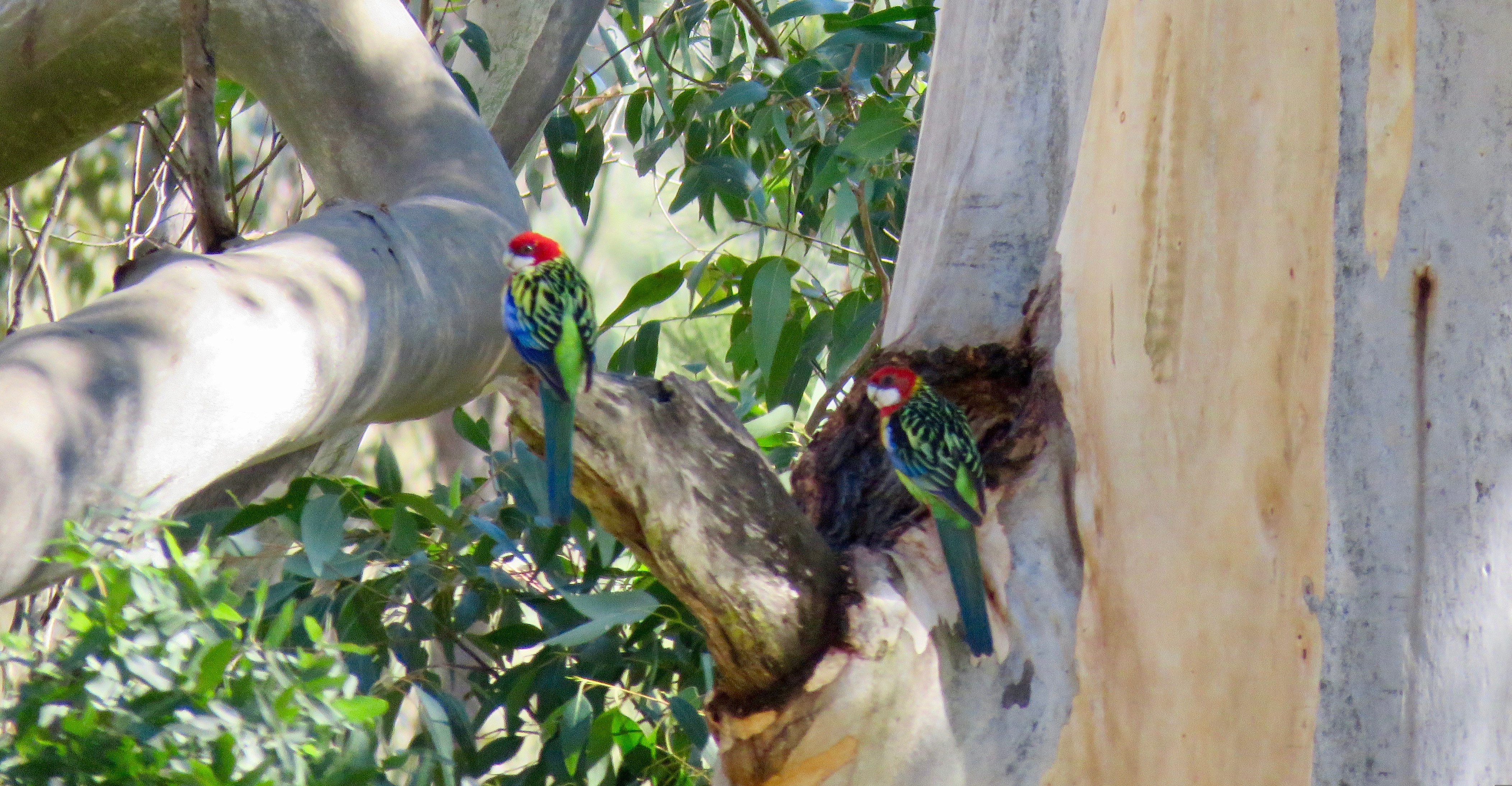 Eastern Rosellas