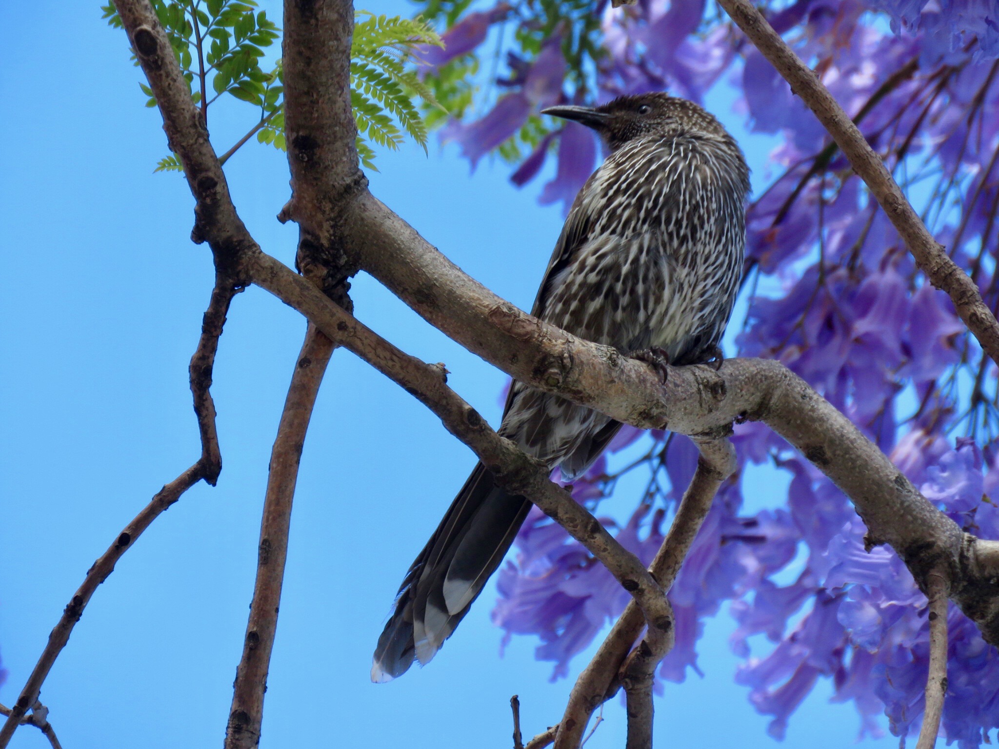 Little wattlebird in jacaranda tree at Kiama
