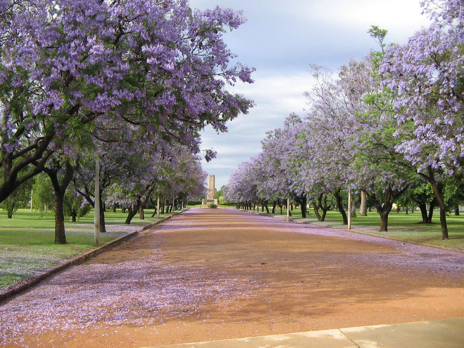 Avenue of jacarandas in Victoria Park, Dubbo