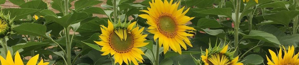 Sunflowers