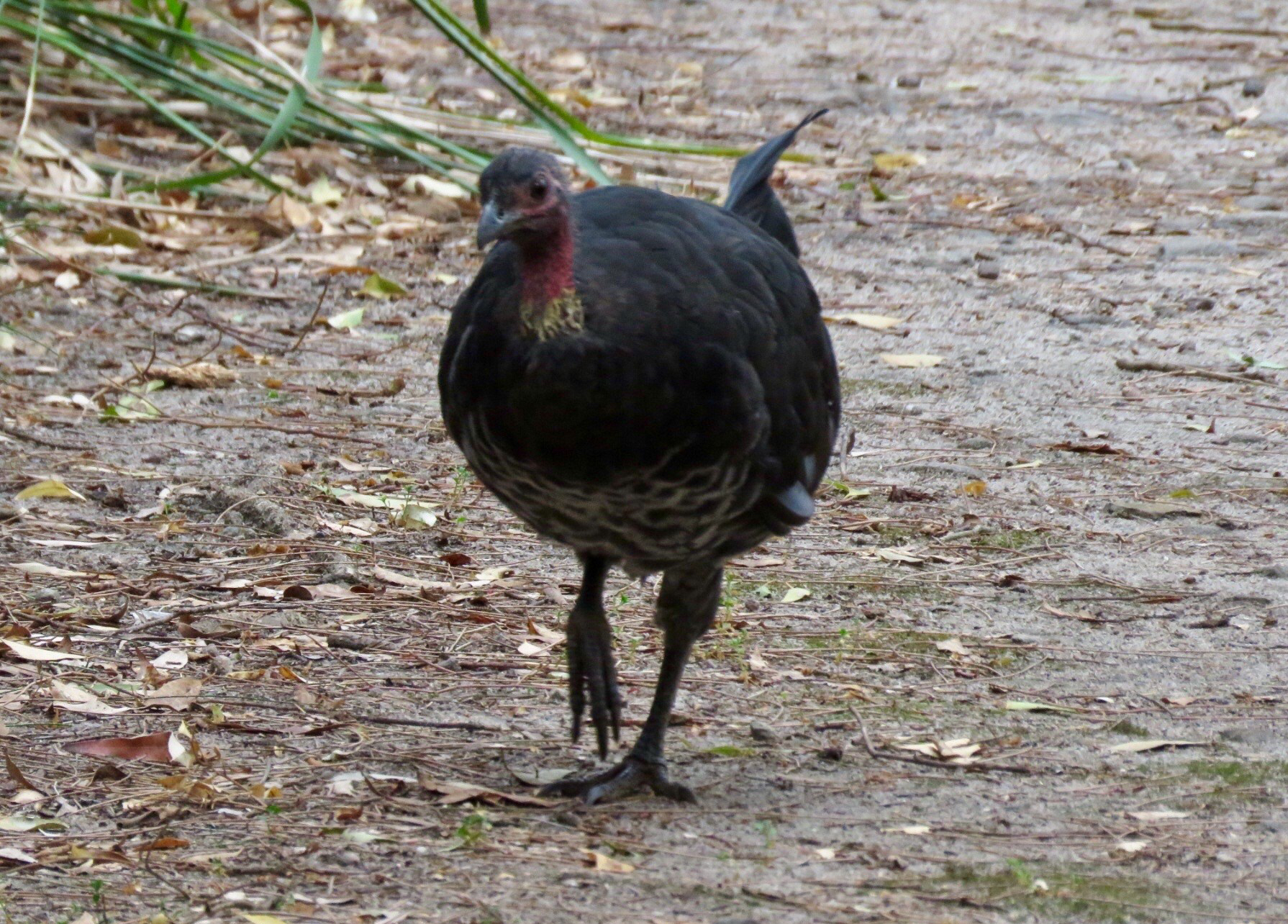 Australian Brush-turkey