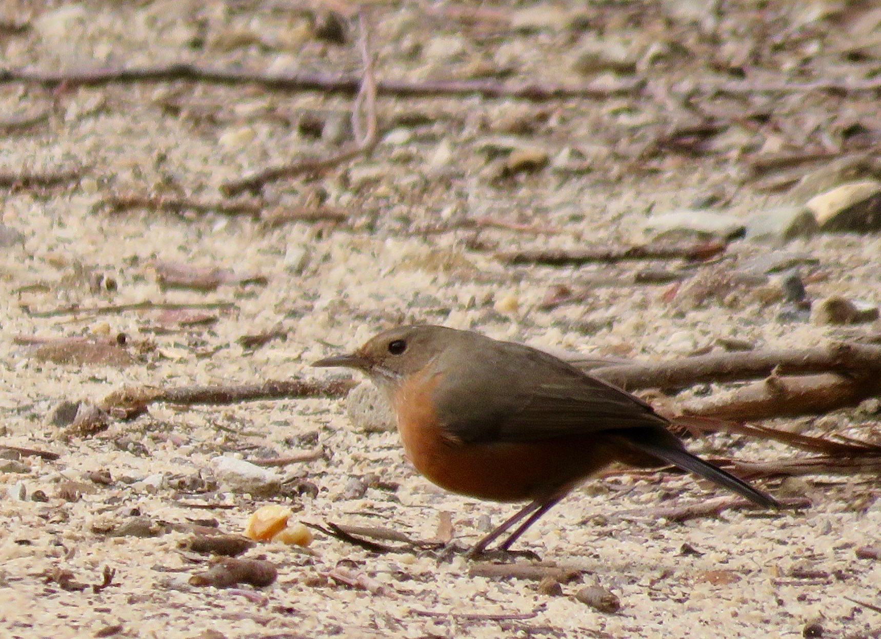 Rockwarbler