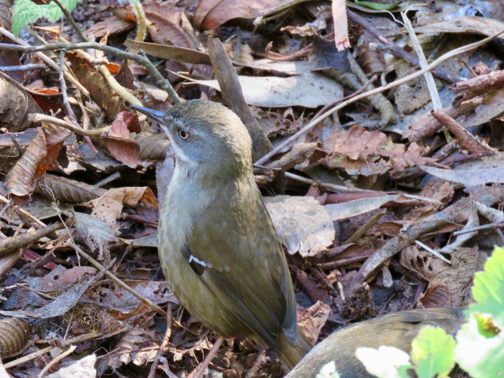 White-browed scrubwren