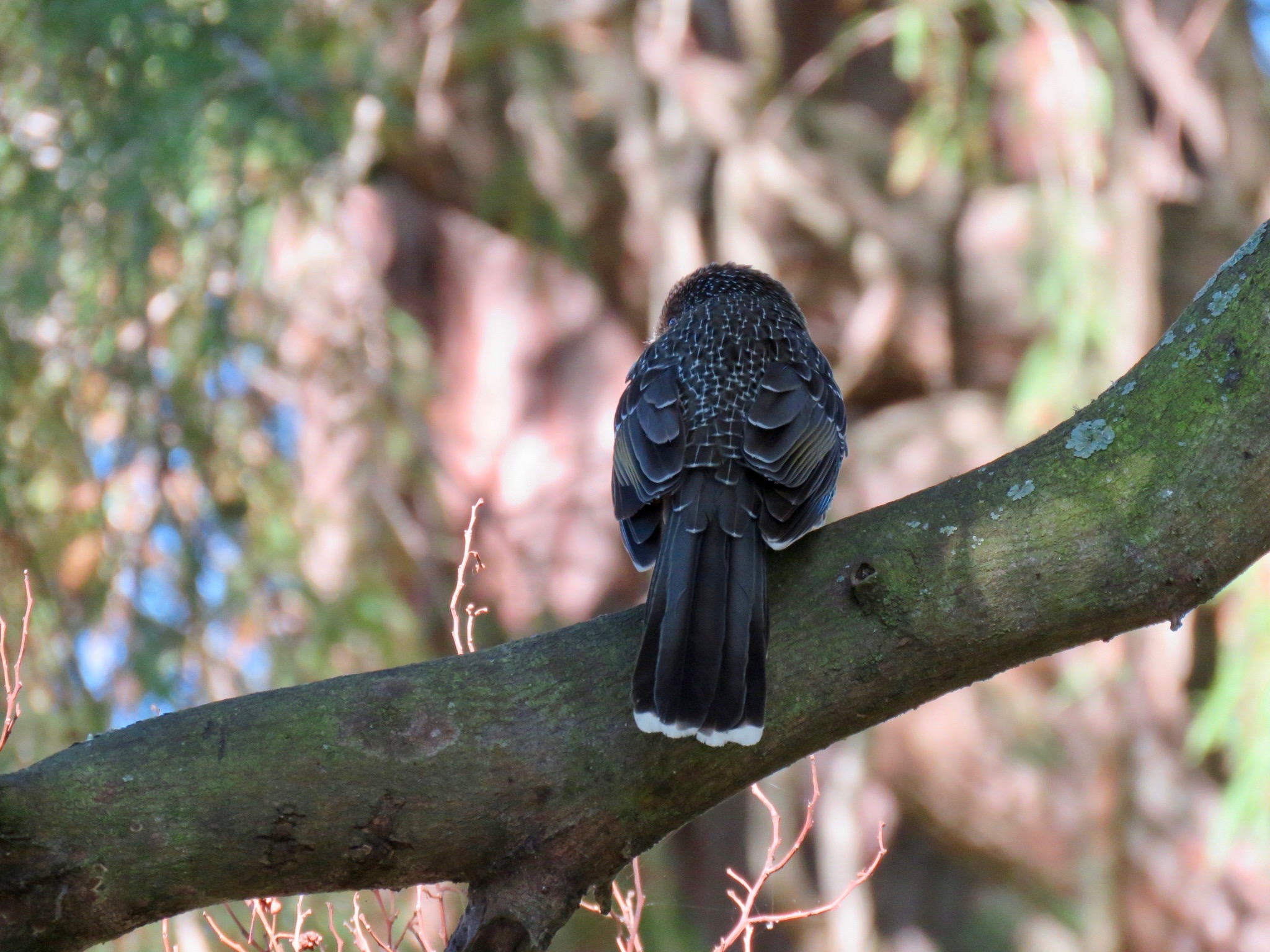 Little wattlebird