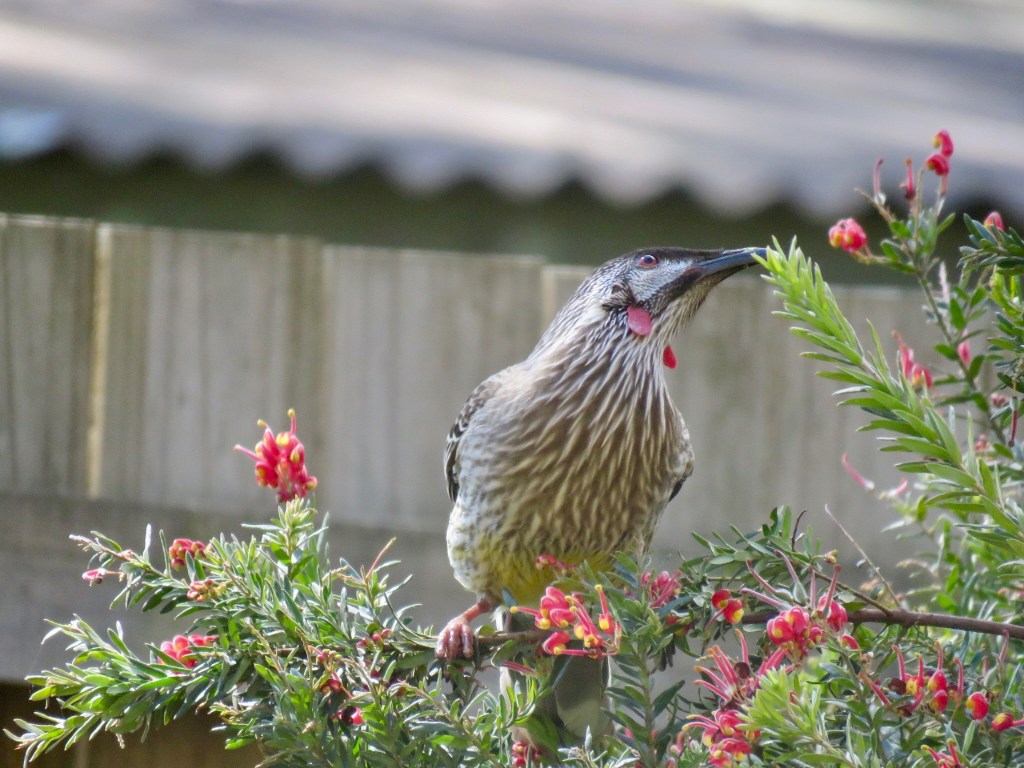 Red wattlebird in grevillea shrub