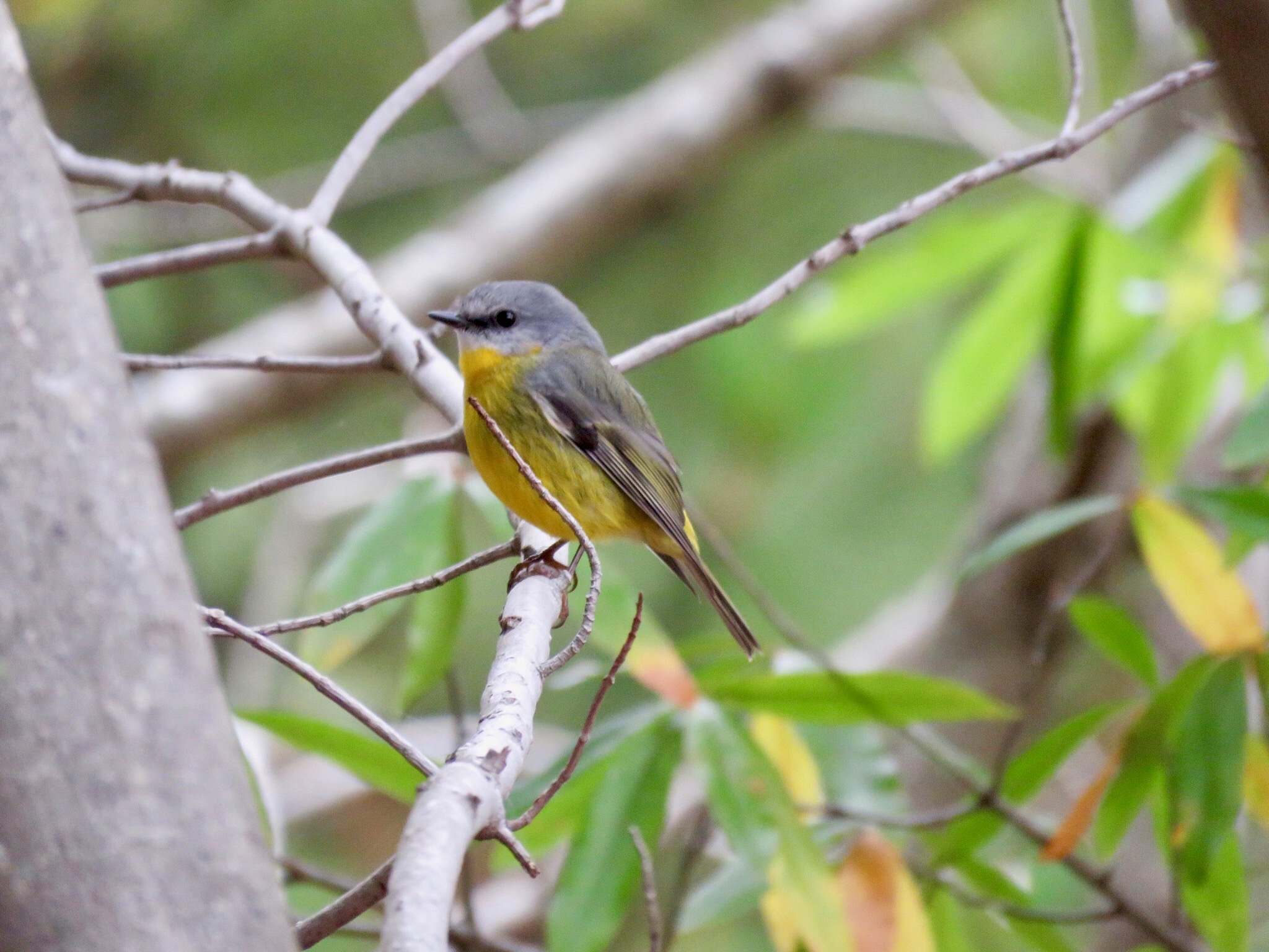 Eastern yellow robin