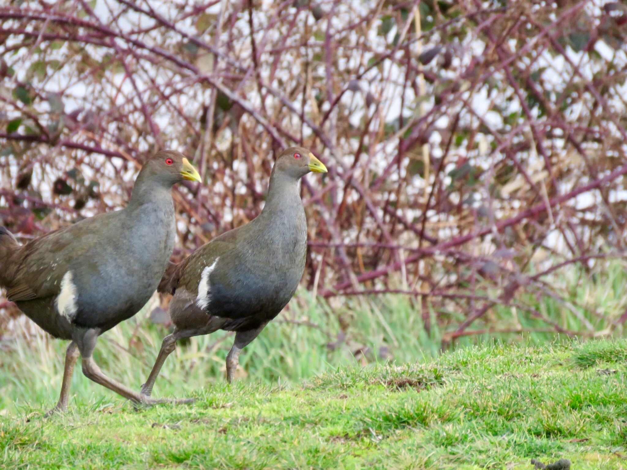 Tasmanian Native Hens