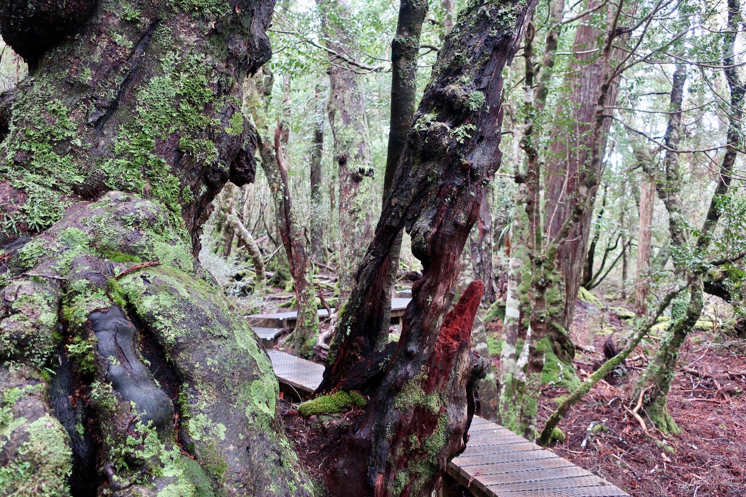 Trees with unusual shapes throughout the ballroom forest