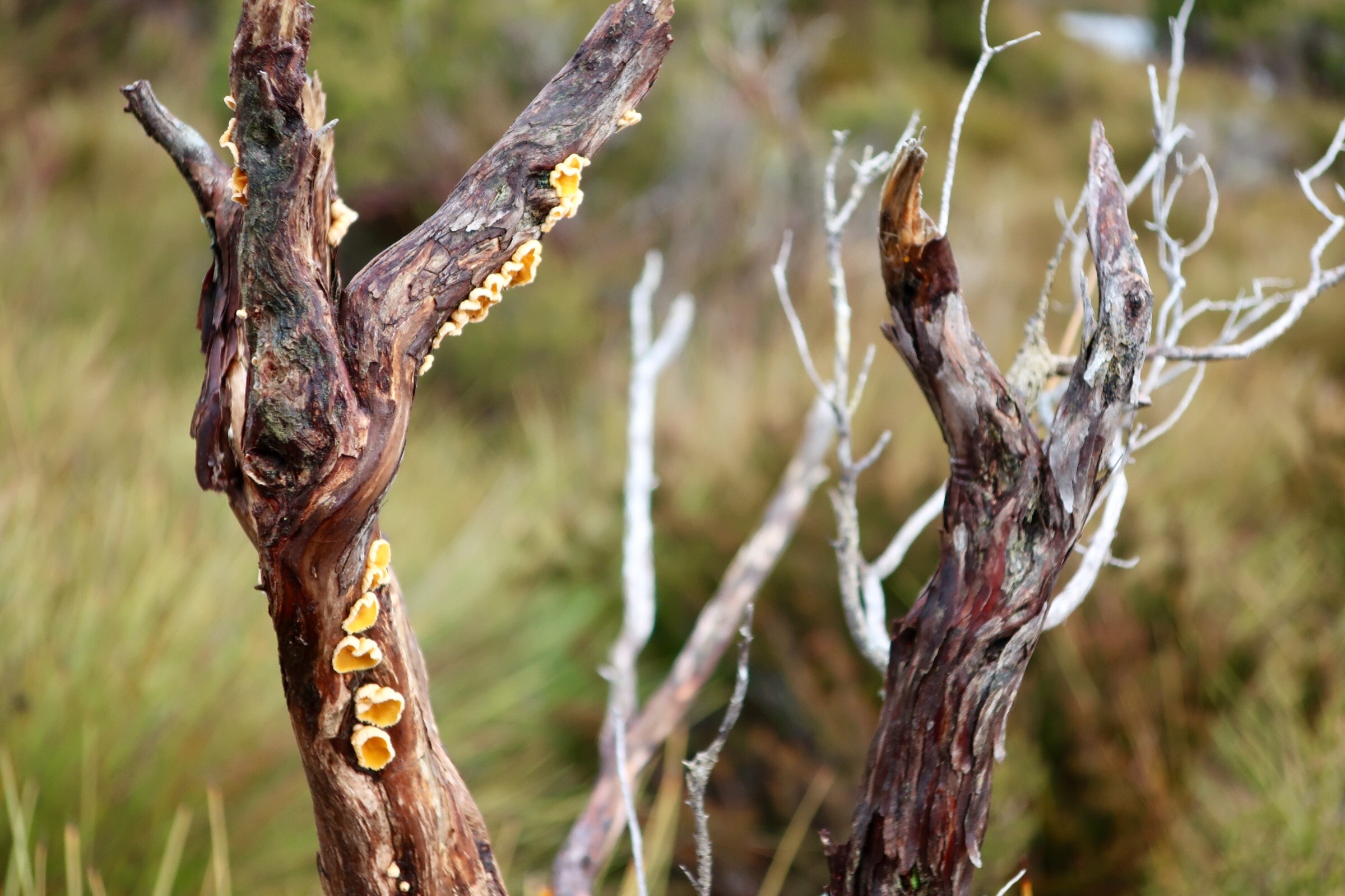 Fungal growth on branches