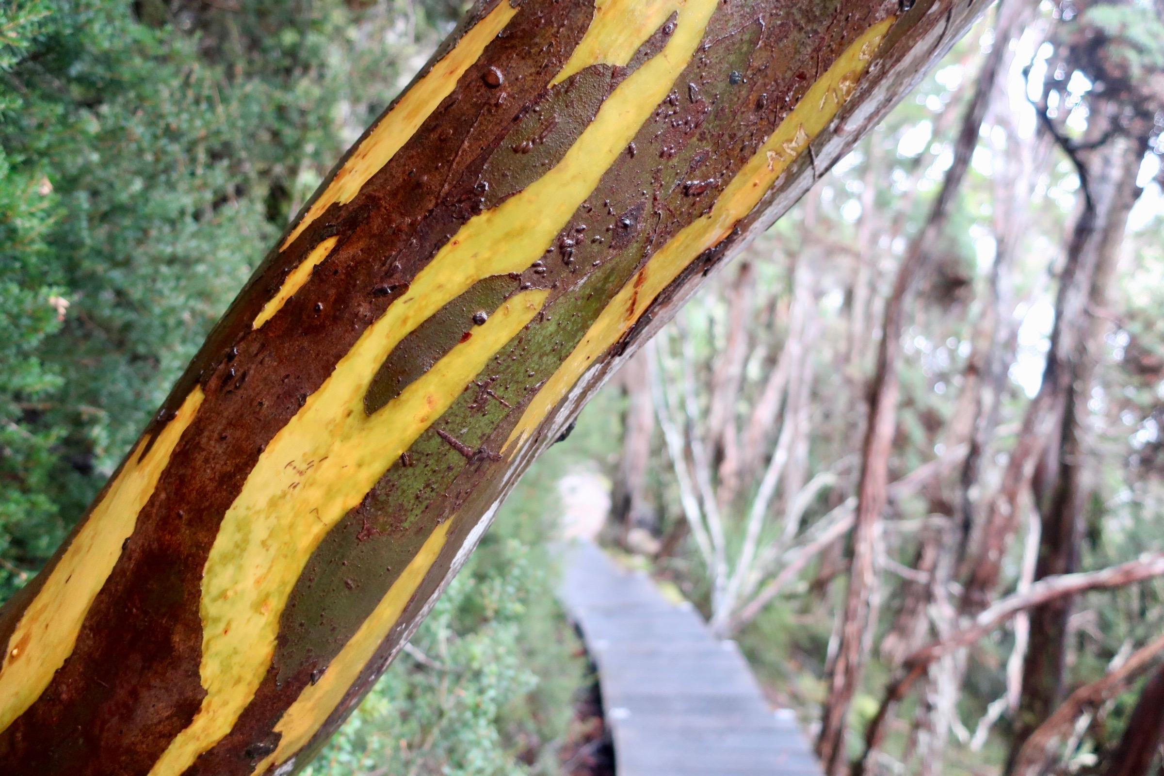 Tiger stripped trees along the boardwalk