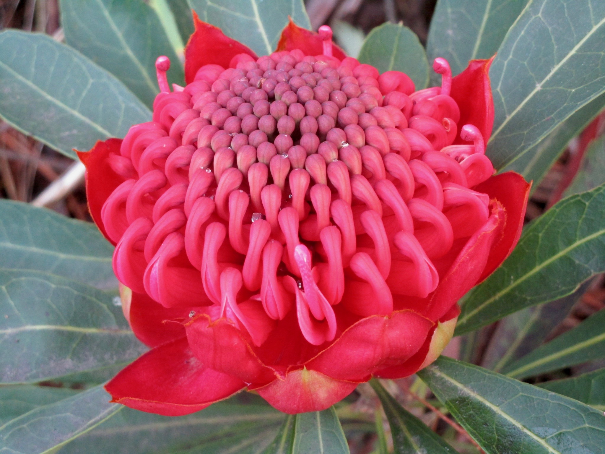 Waratah after rain