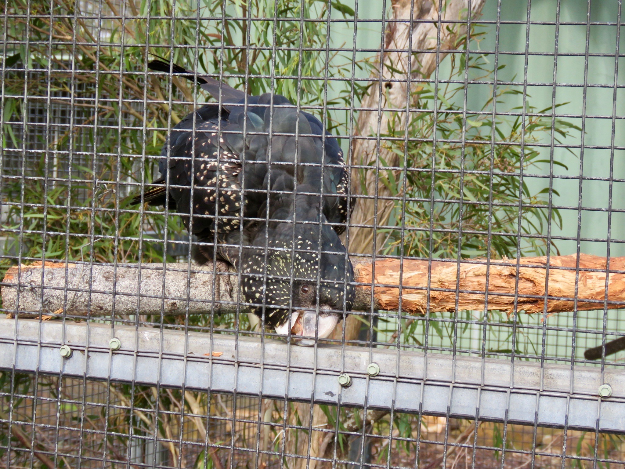 Carnaby's black cockatoo