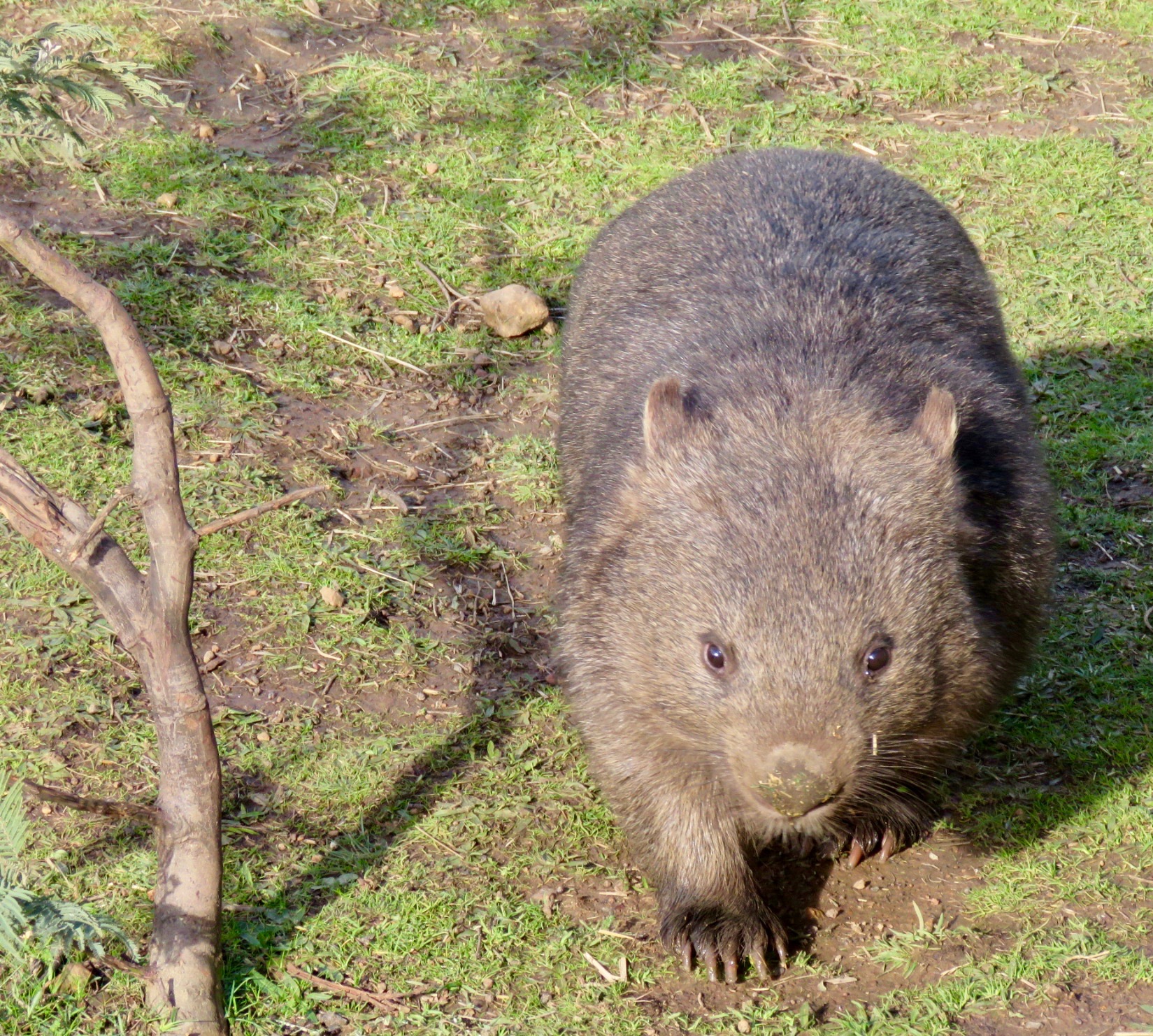 Wombat