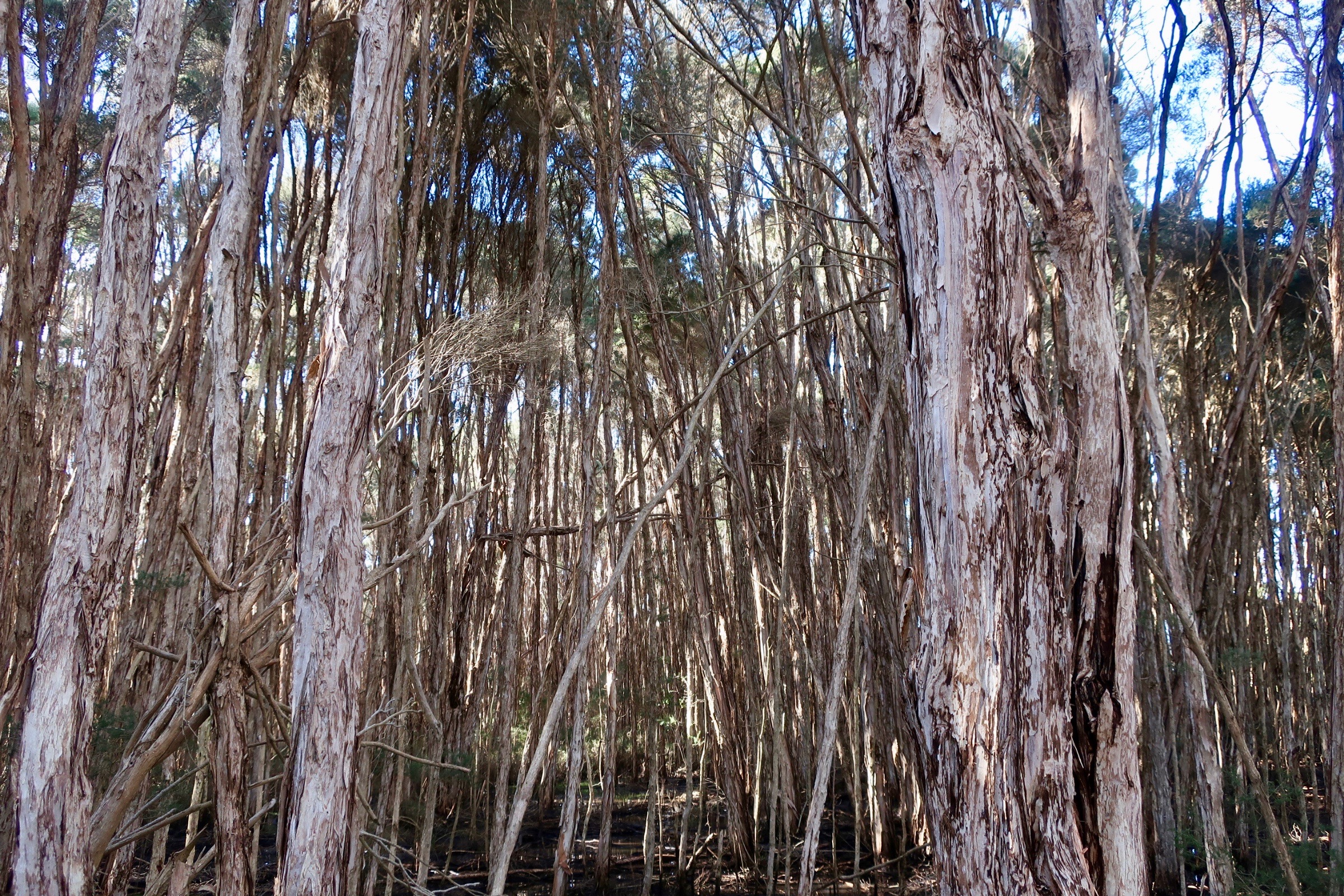 Swamp paperbark