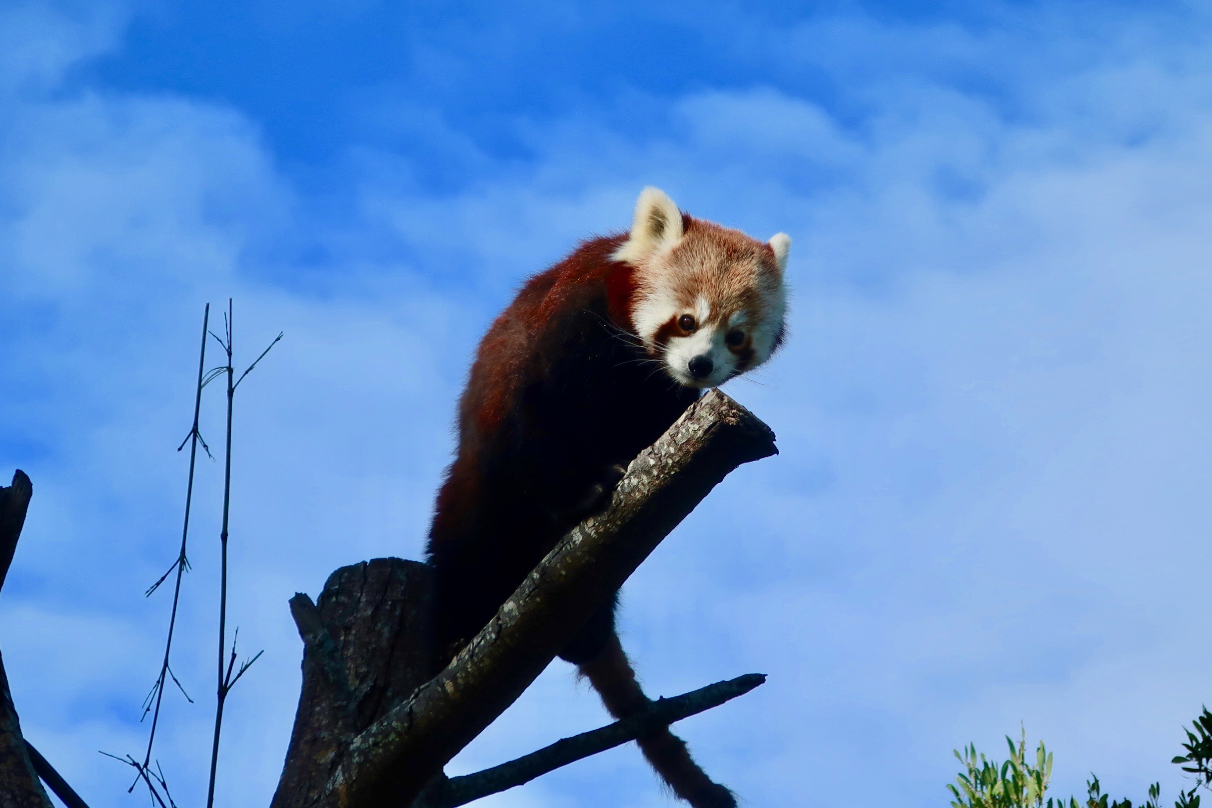 Red panda