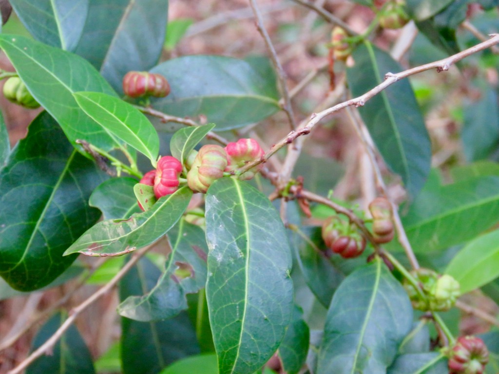 Cheese Tree (glochidion ferdinandi)