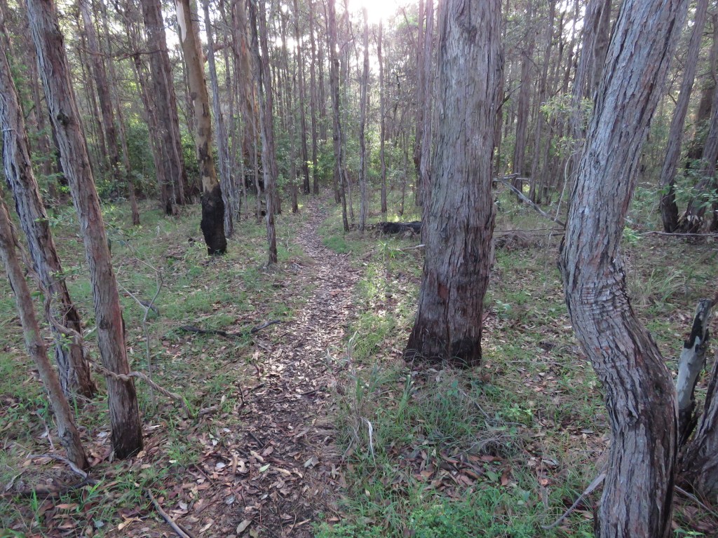Trail views At Wallumatta Reserve