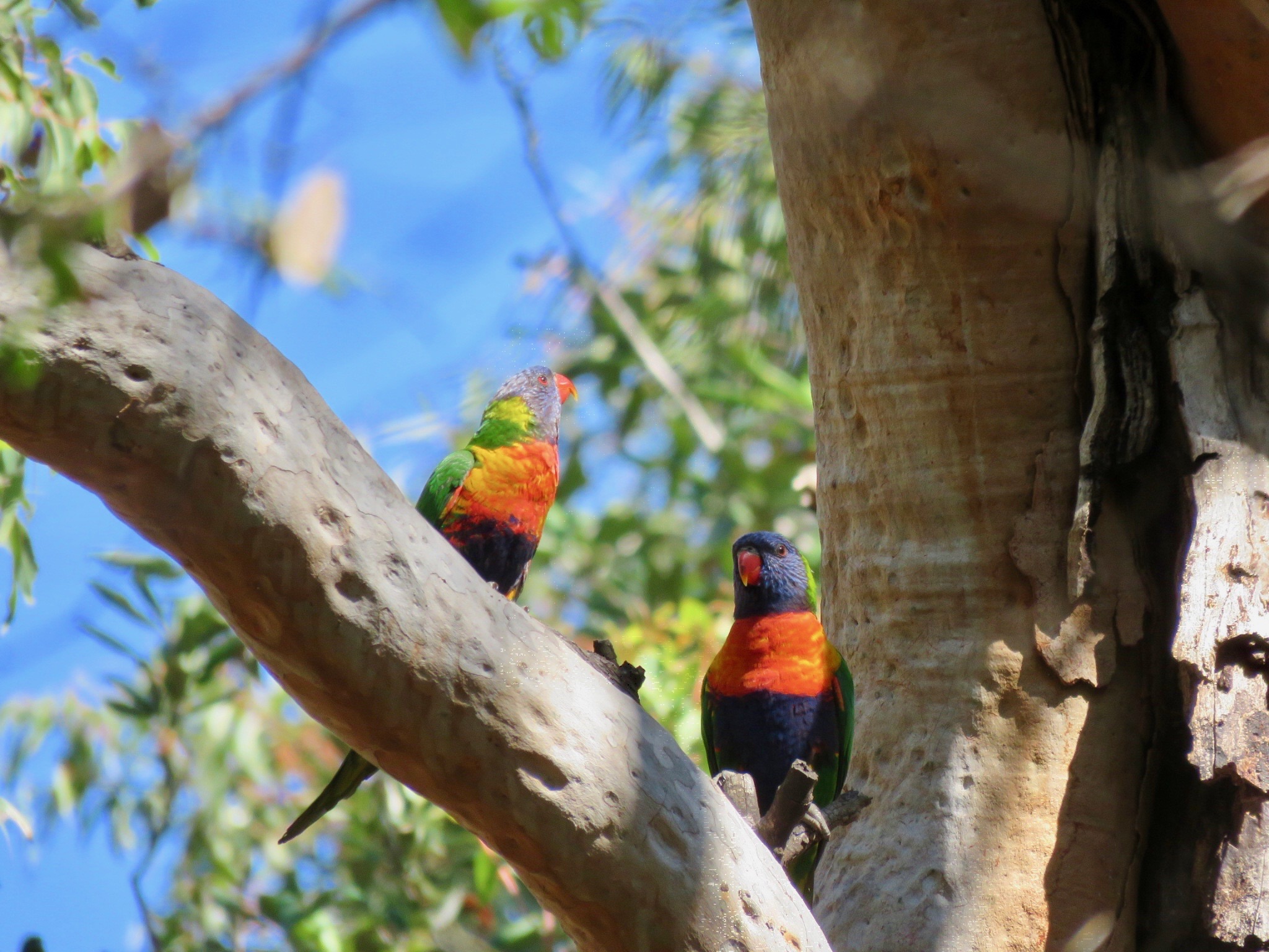 Rainbow lorikeets