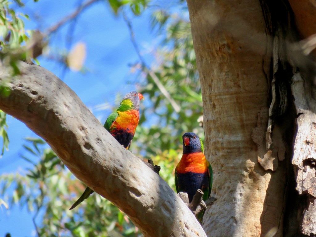 Rainbow lorikeets enjoying the reserve