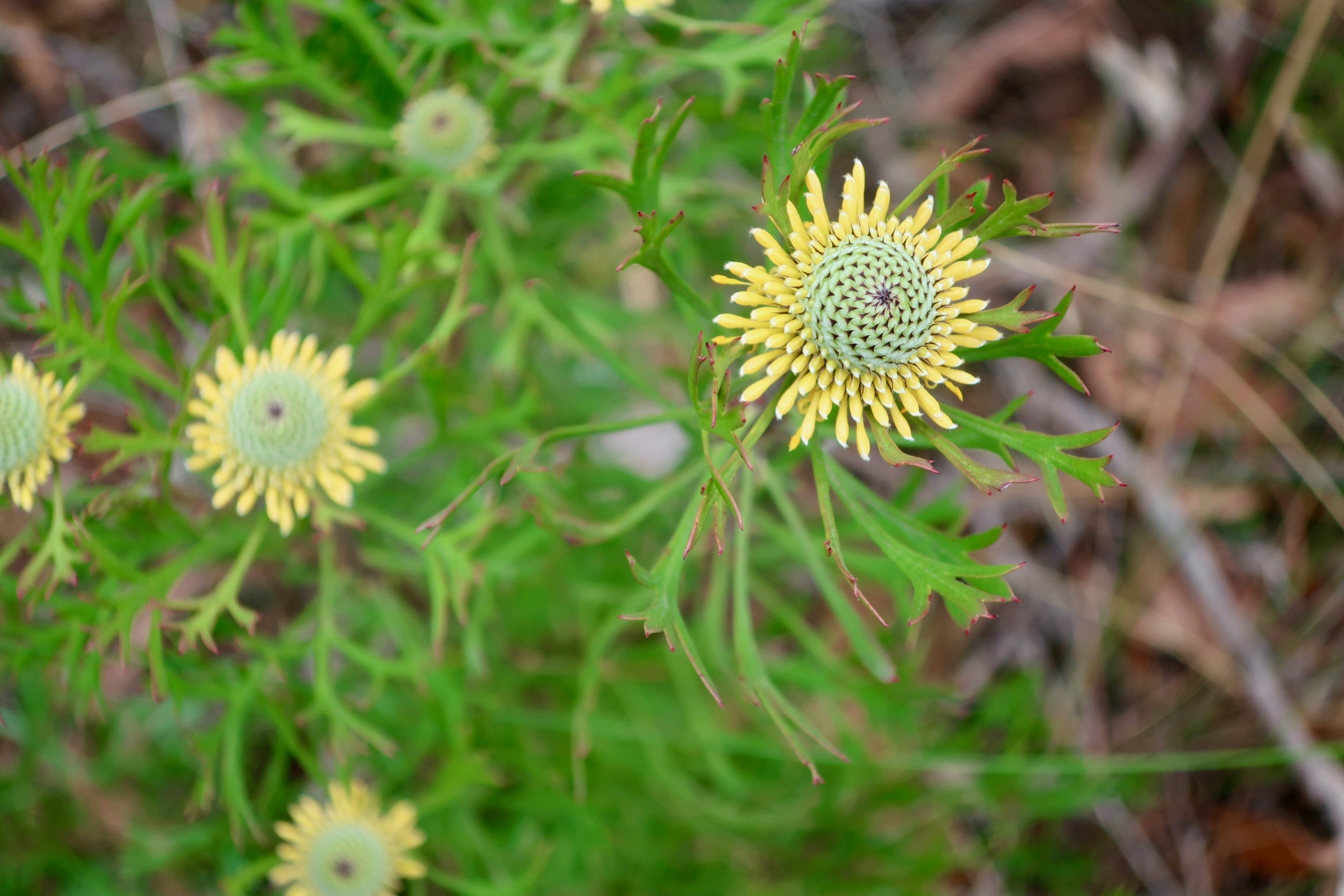 Drumsticks (isopogon anemonifolius)