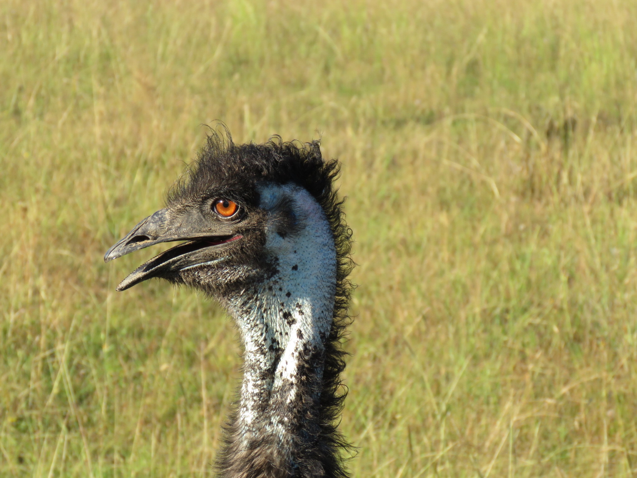 Emu