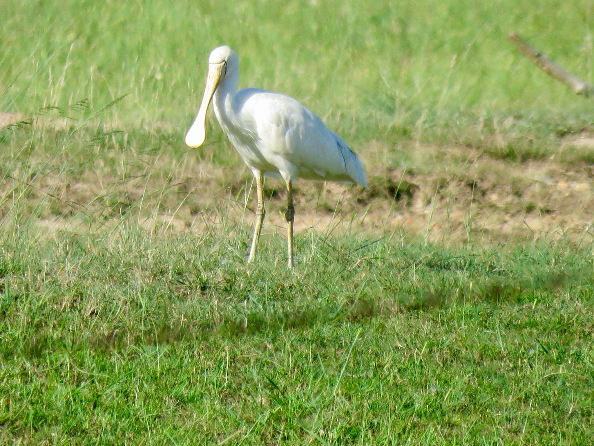 Yellow-billed Spoonbill (Platalea flavipes)