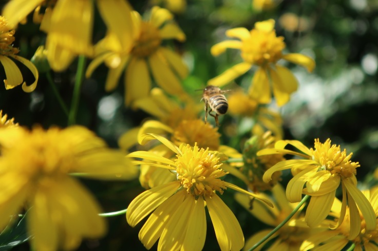 Yellow Daisy Bush (Euryops pectinatus) with a hovering bee