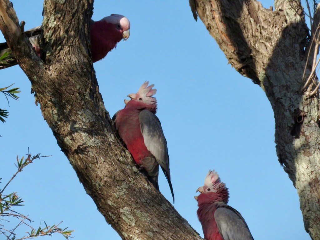 Galahs feeding at Kiama, NSW