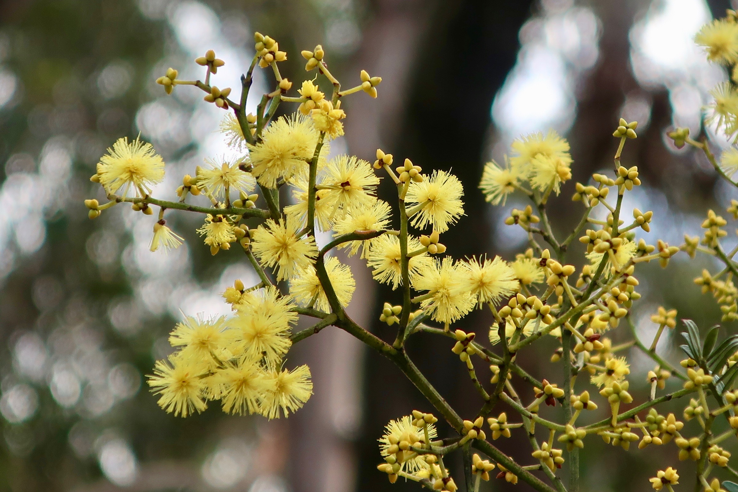 Winter wattle at Blackheath