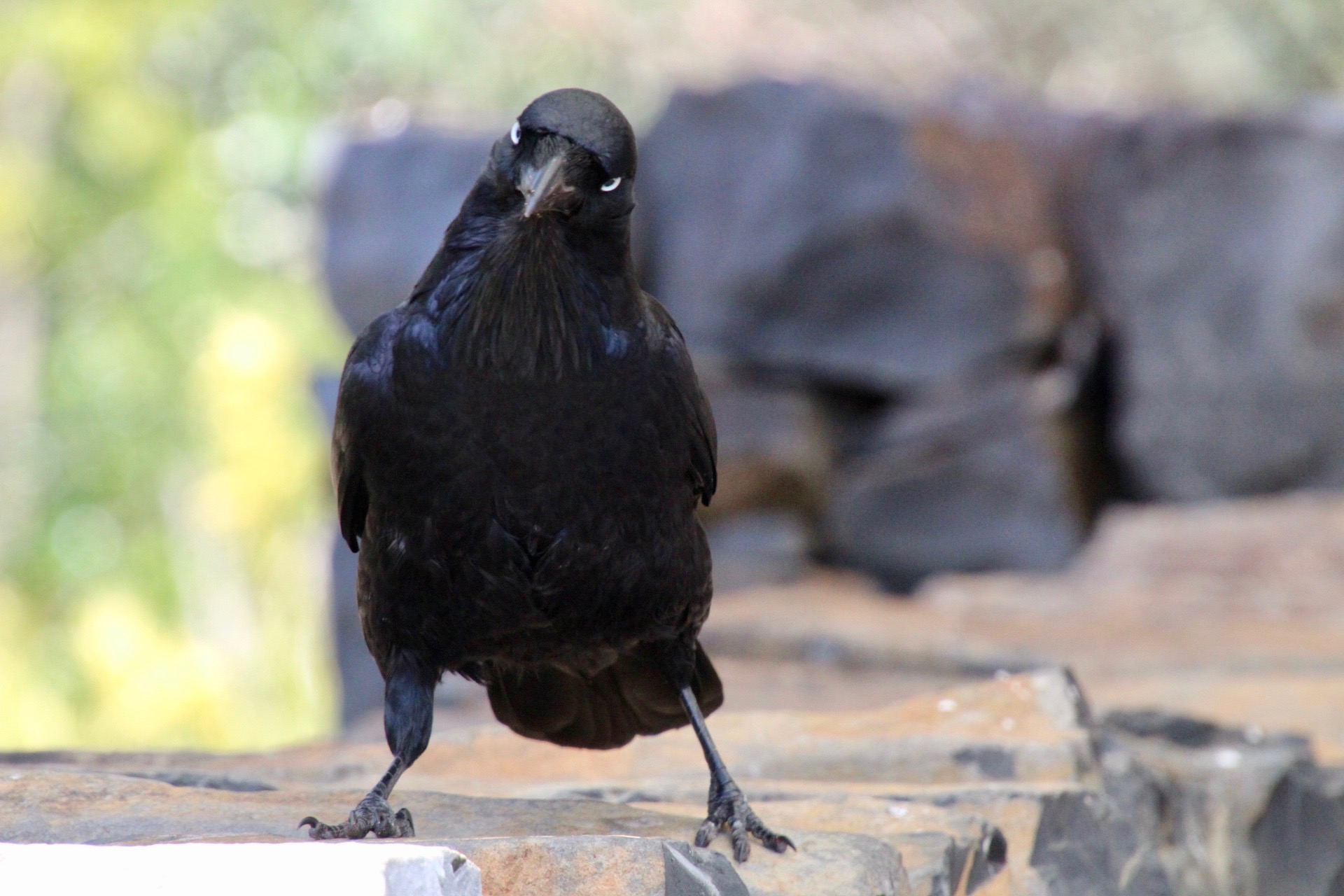 Australian Raven (Corvus coronoides)