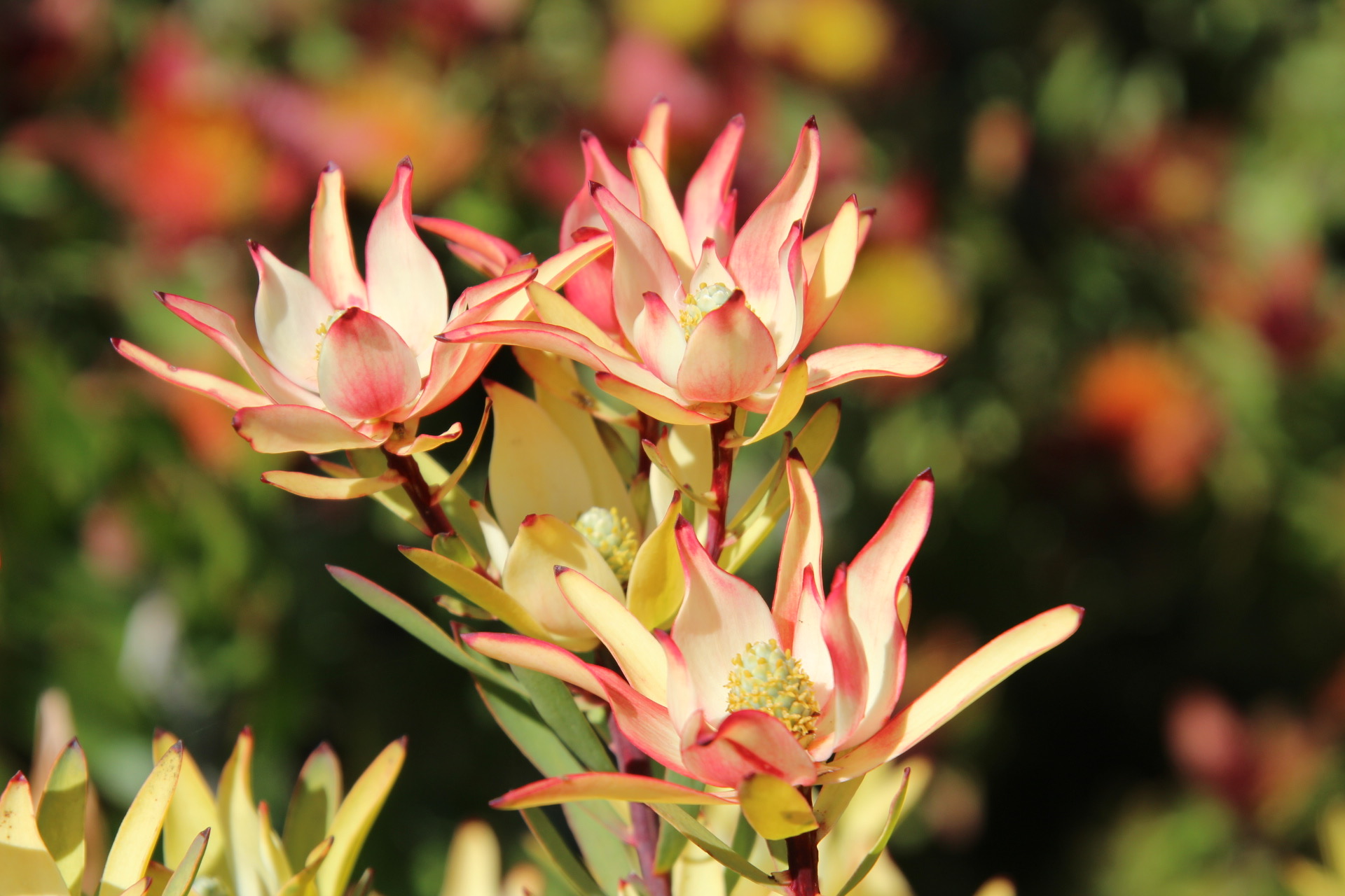 Delicate petals unfurl