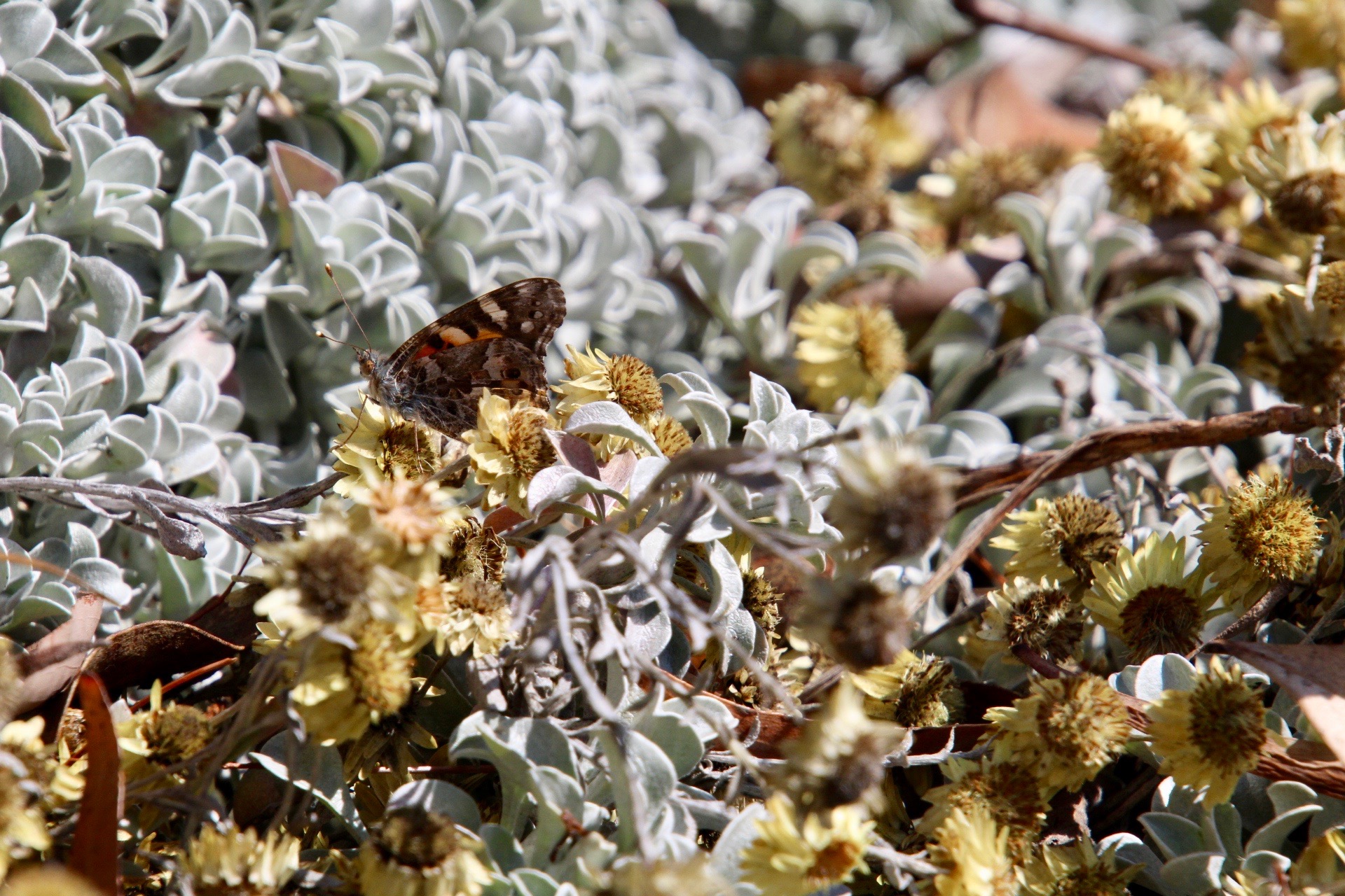 Australian Painted Lady butterfly