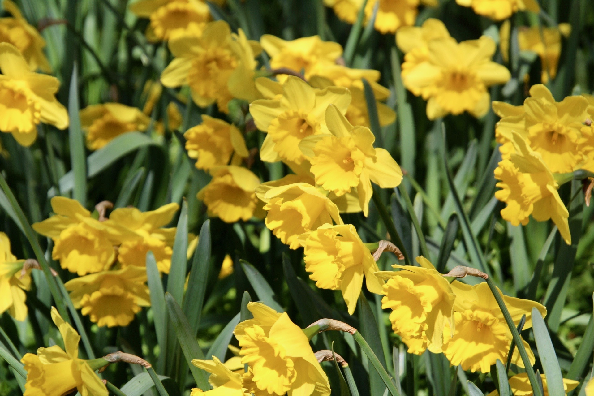 Daffodils swaying in the breeze