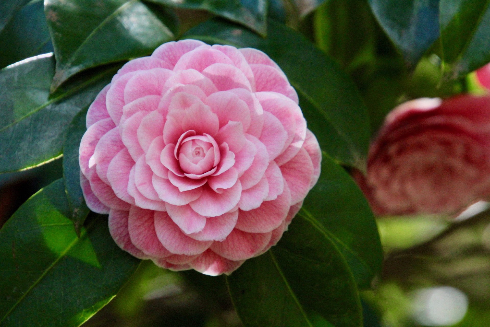Camellia in bloom