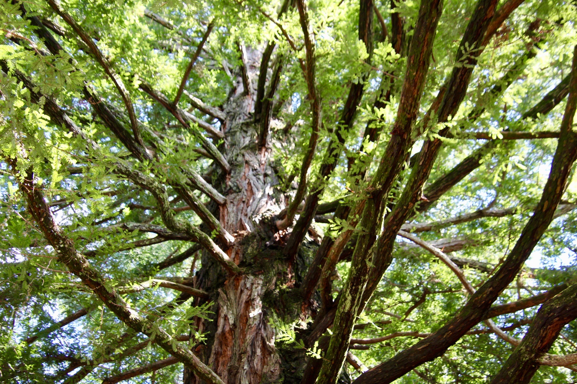 Californian redwood