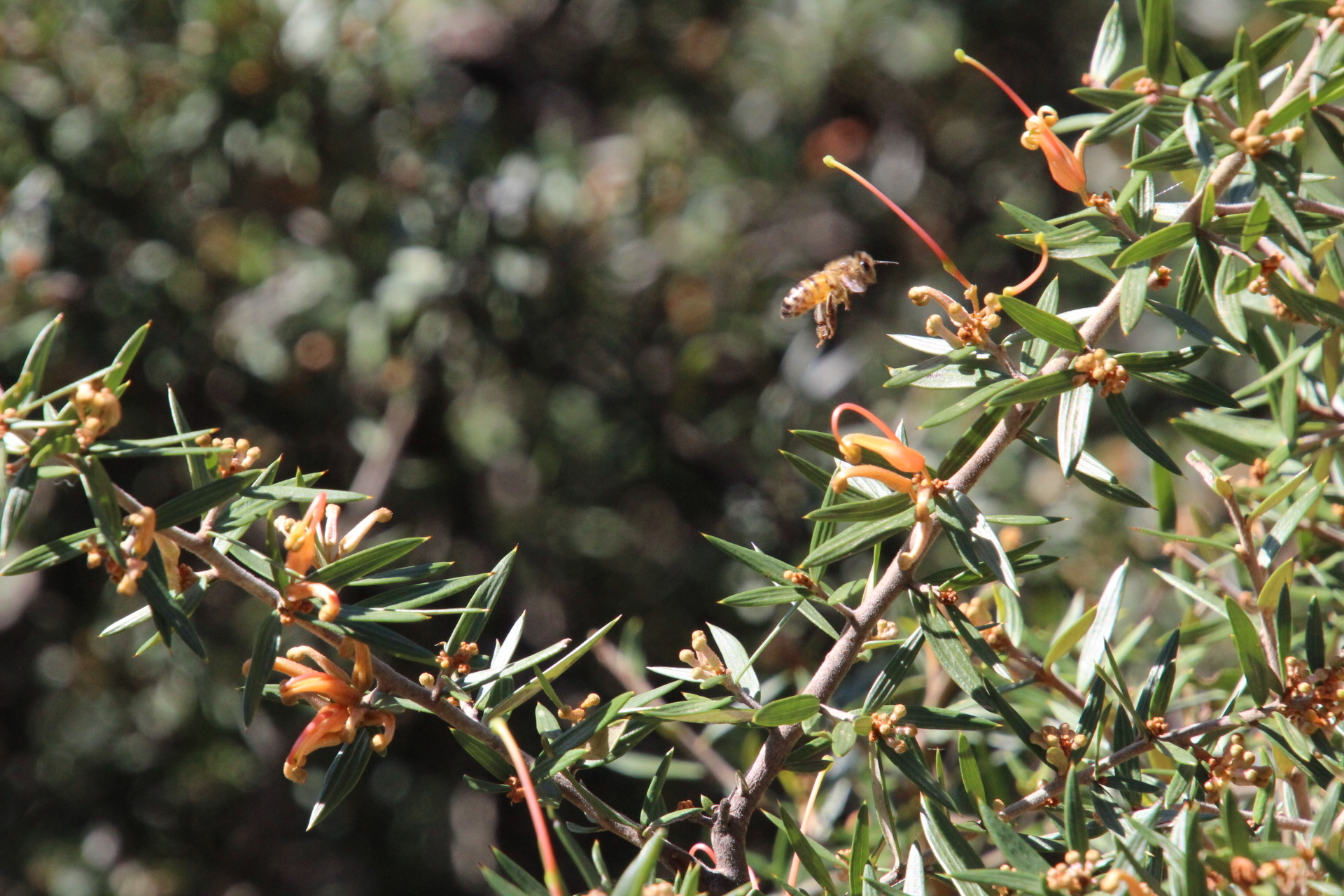 Bee enjoying grevillea