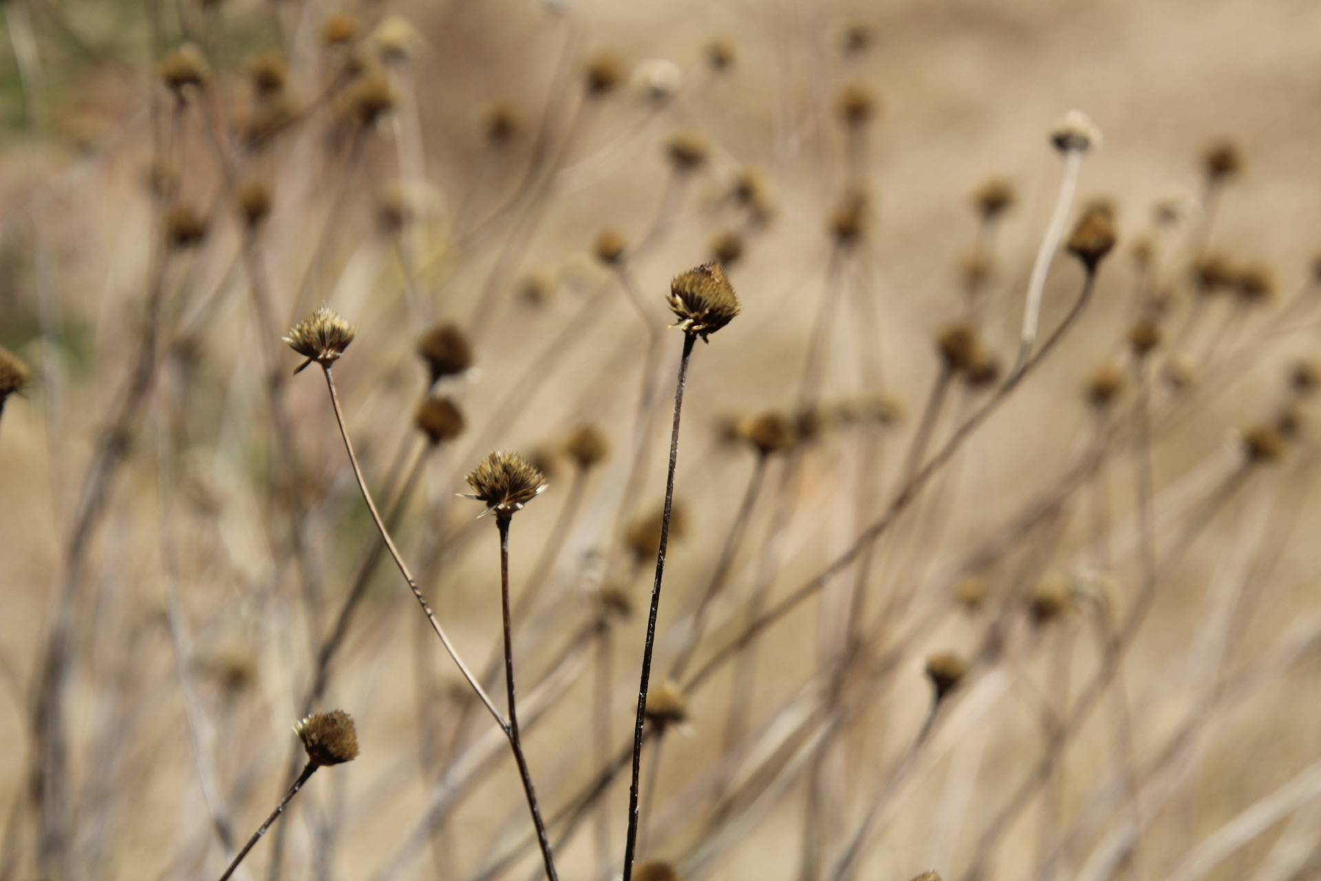 Grass at Blue Mountains Botanic Garden