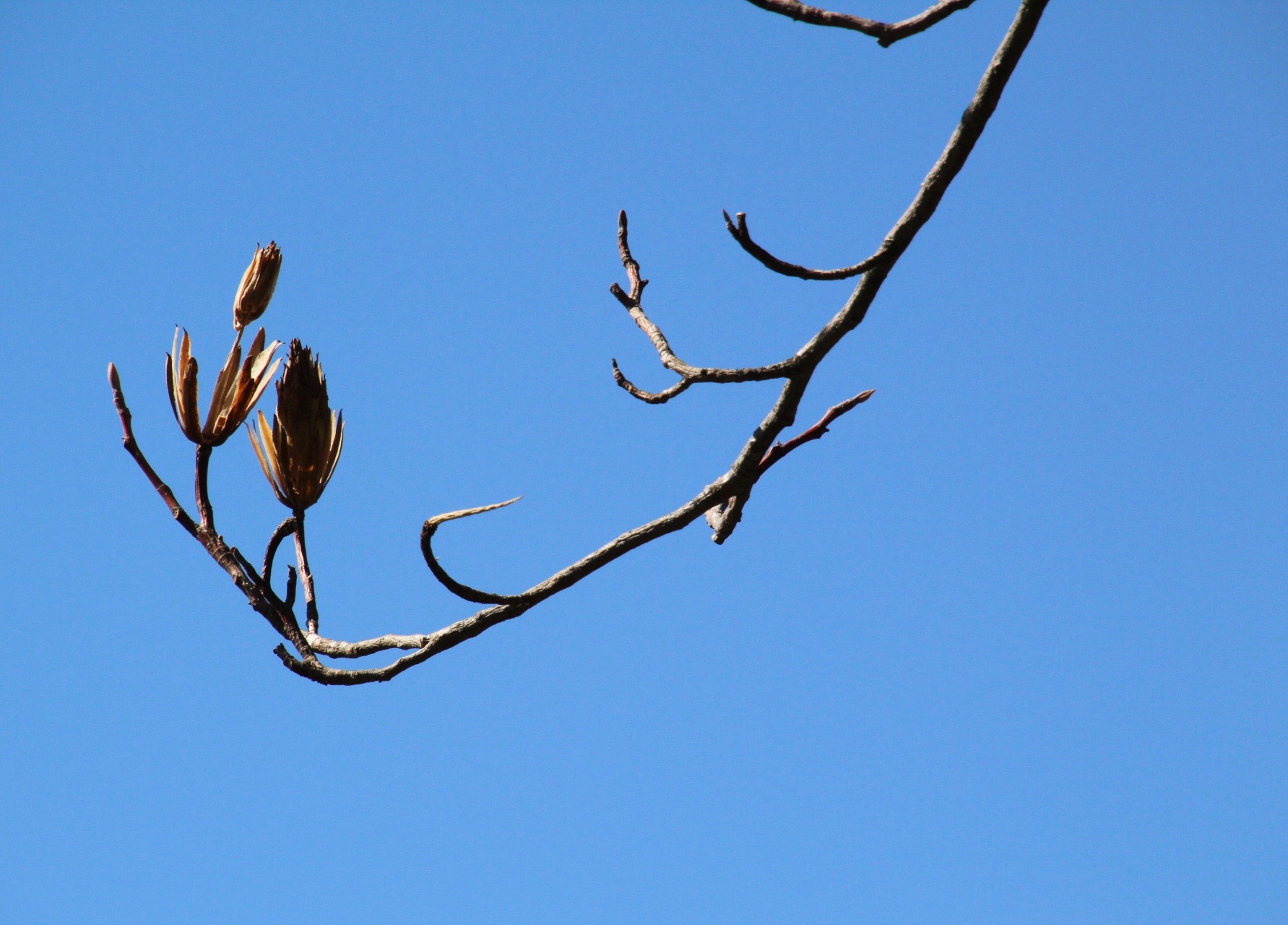 Variegated Tulip Tree bud