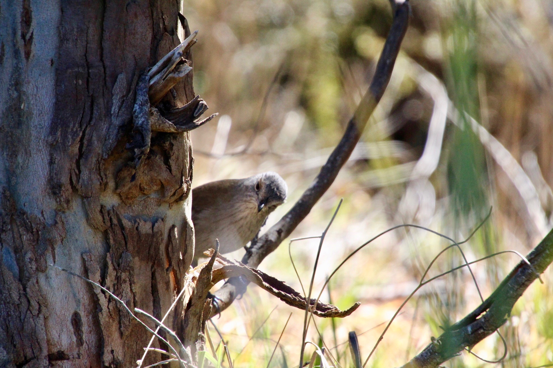 Grey Shrike-thrush (Colluricincla harmonica)