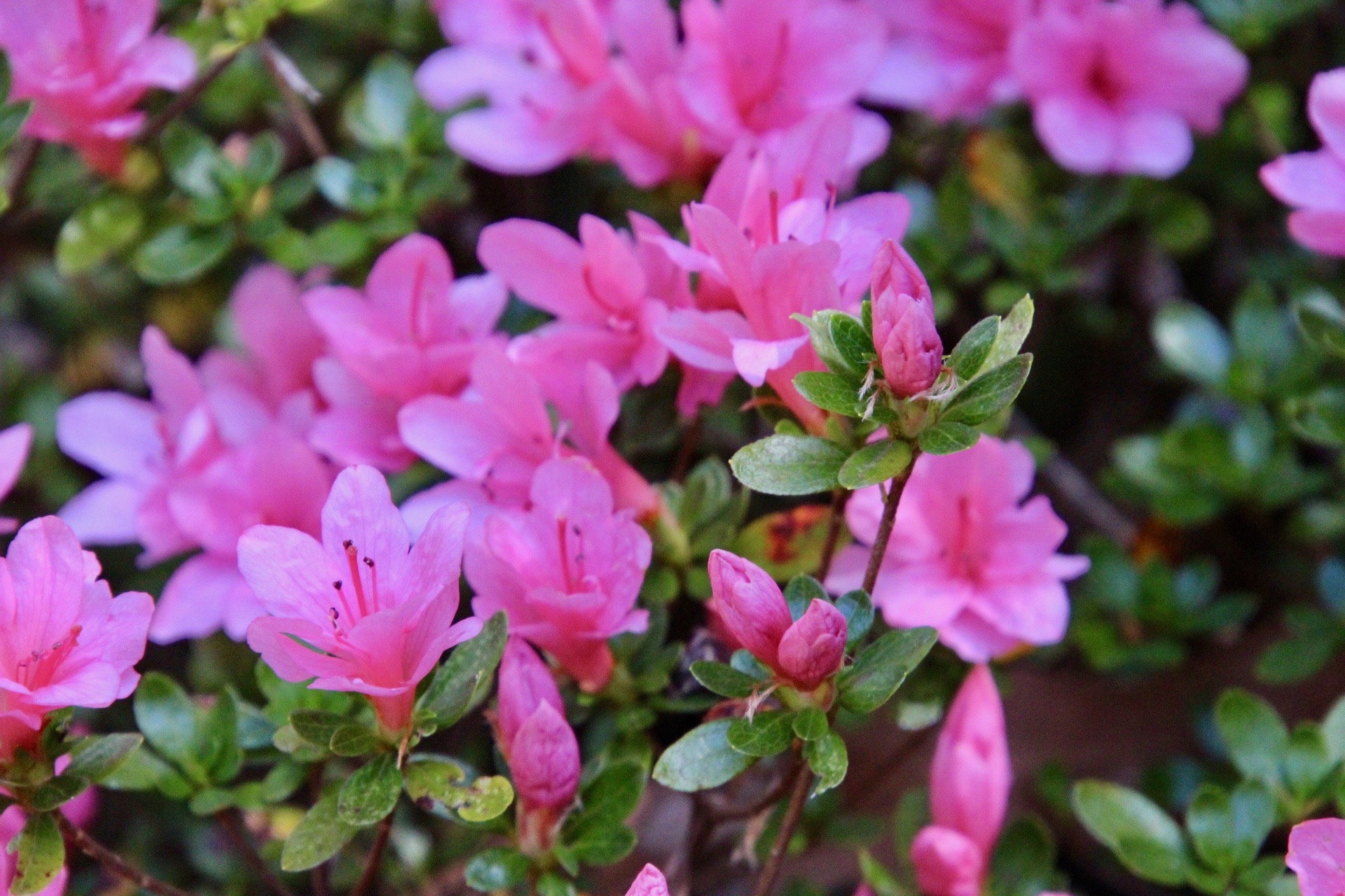 Azaleas in bloom