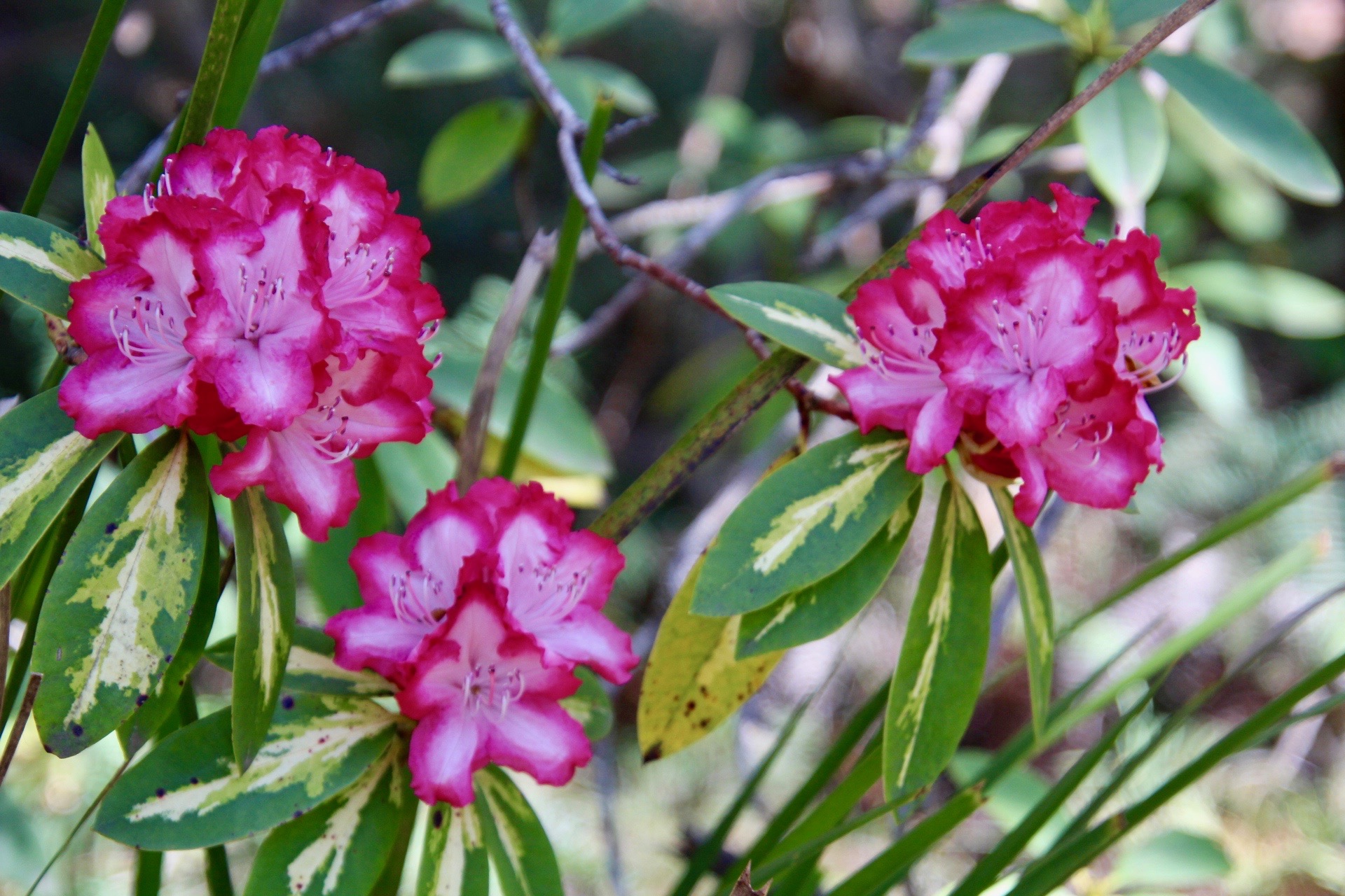 President Roosevelt rhododendron